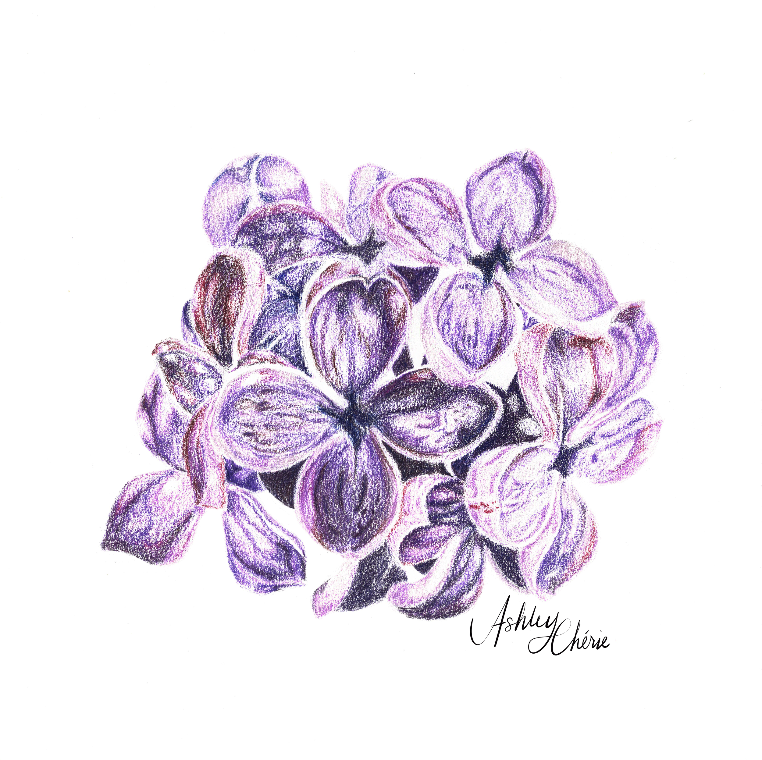 French Lilacs.png