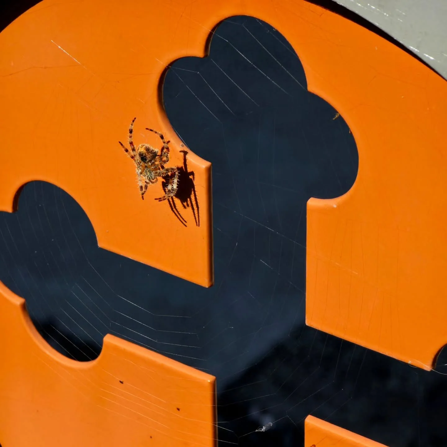 All creatures know strength and joy in the cross. 🕷️ 🕸️