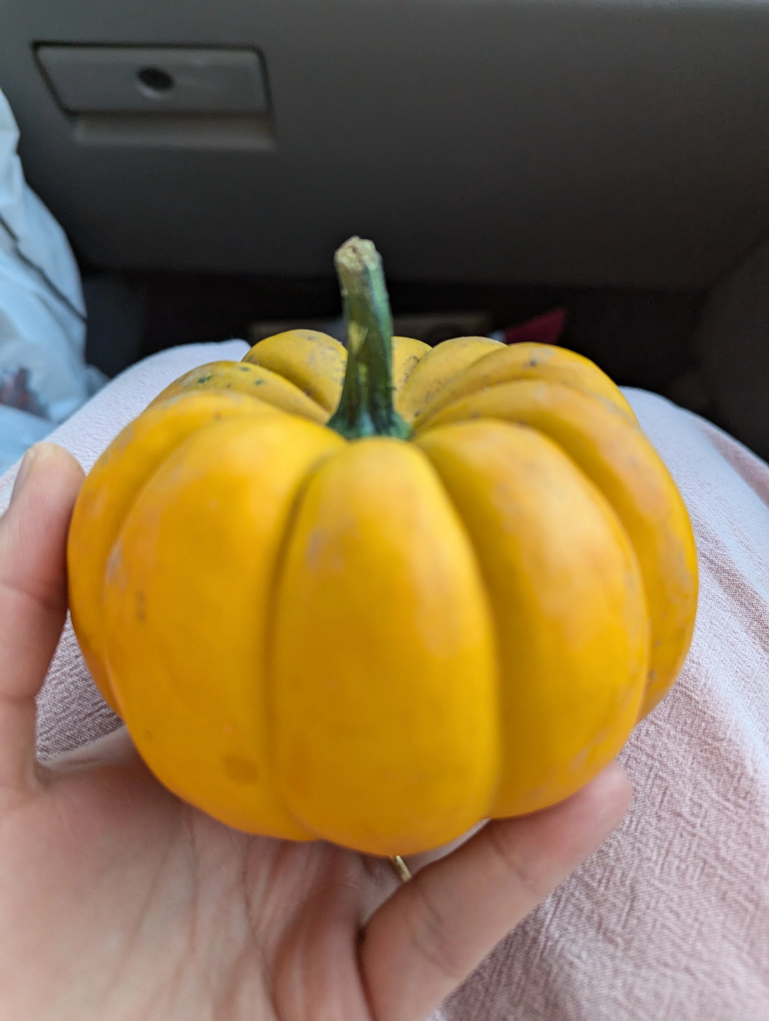 pumpkin pumpkin