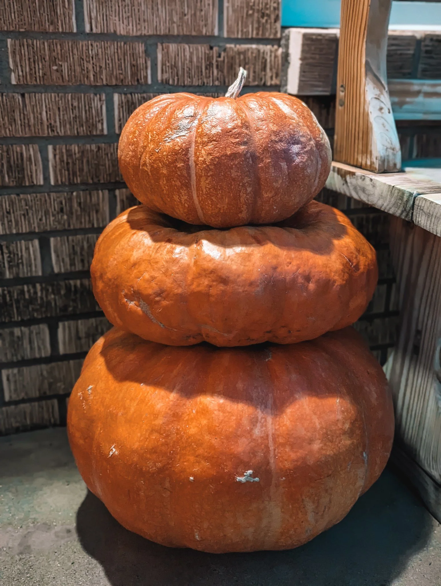 pumpkin pumpkin
