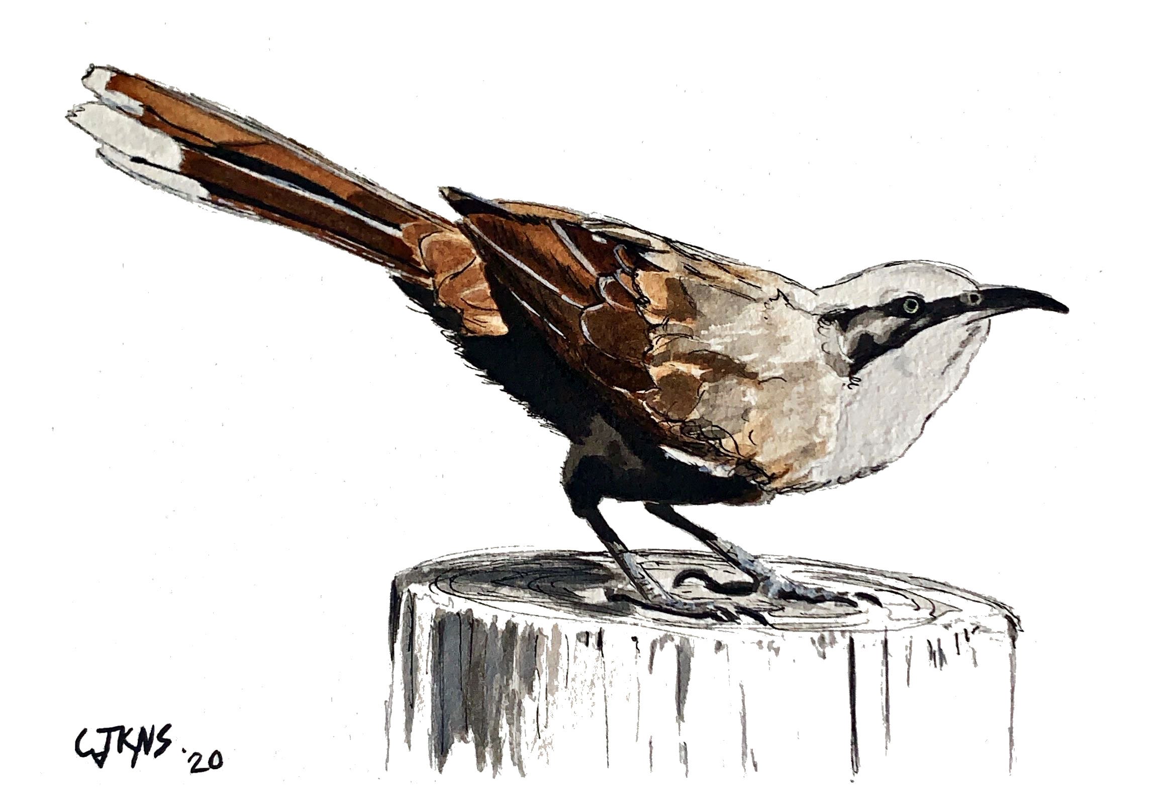 webbird07.jpg