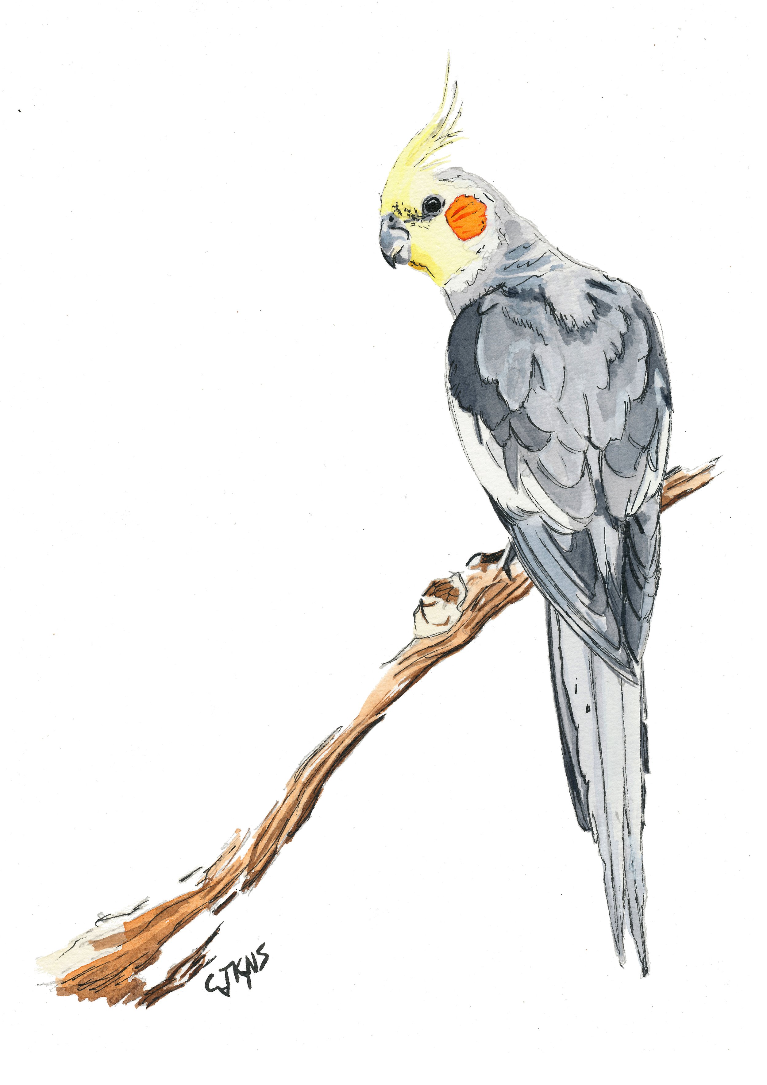 webbird4.jpg