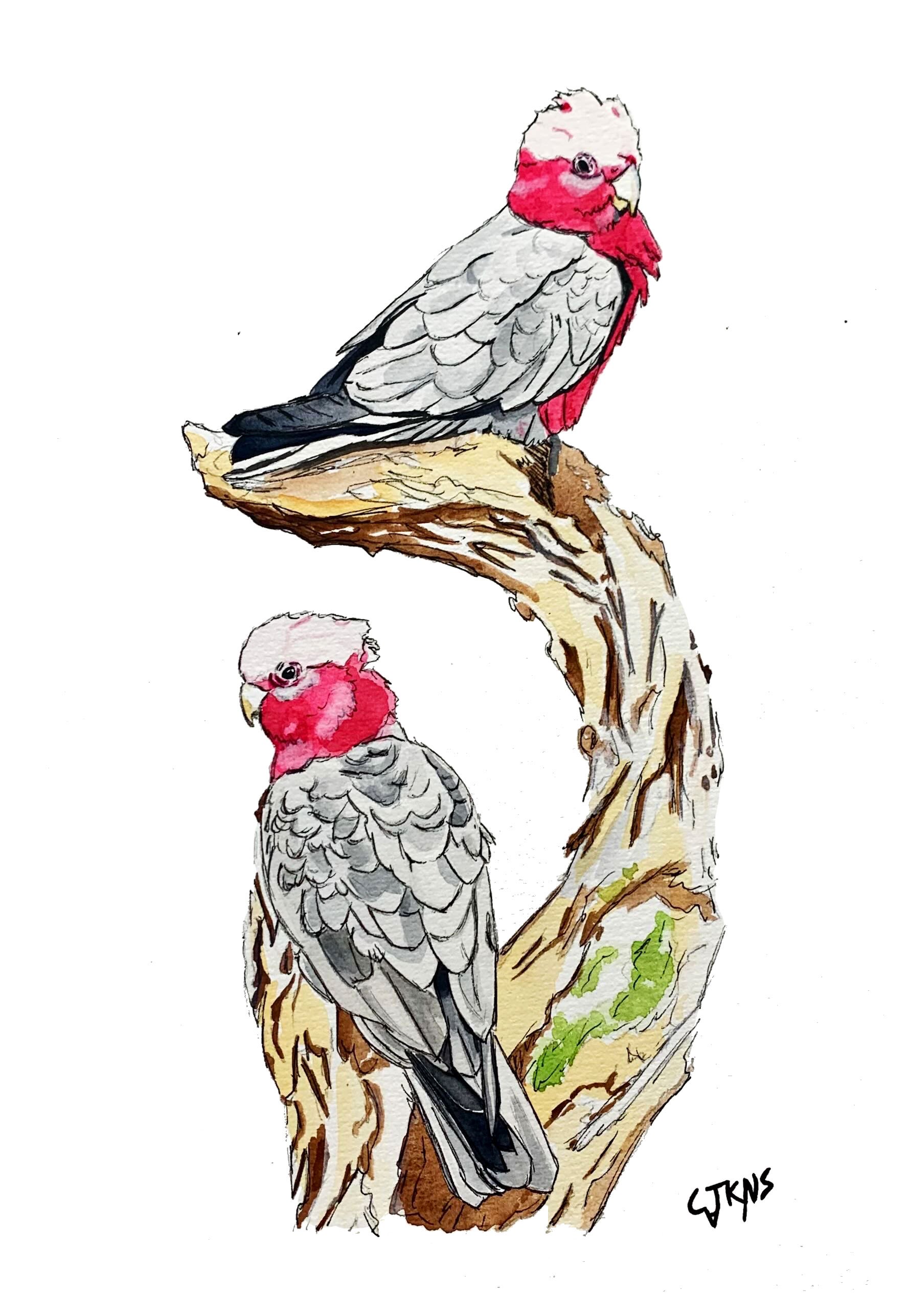 webbird010.jpg