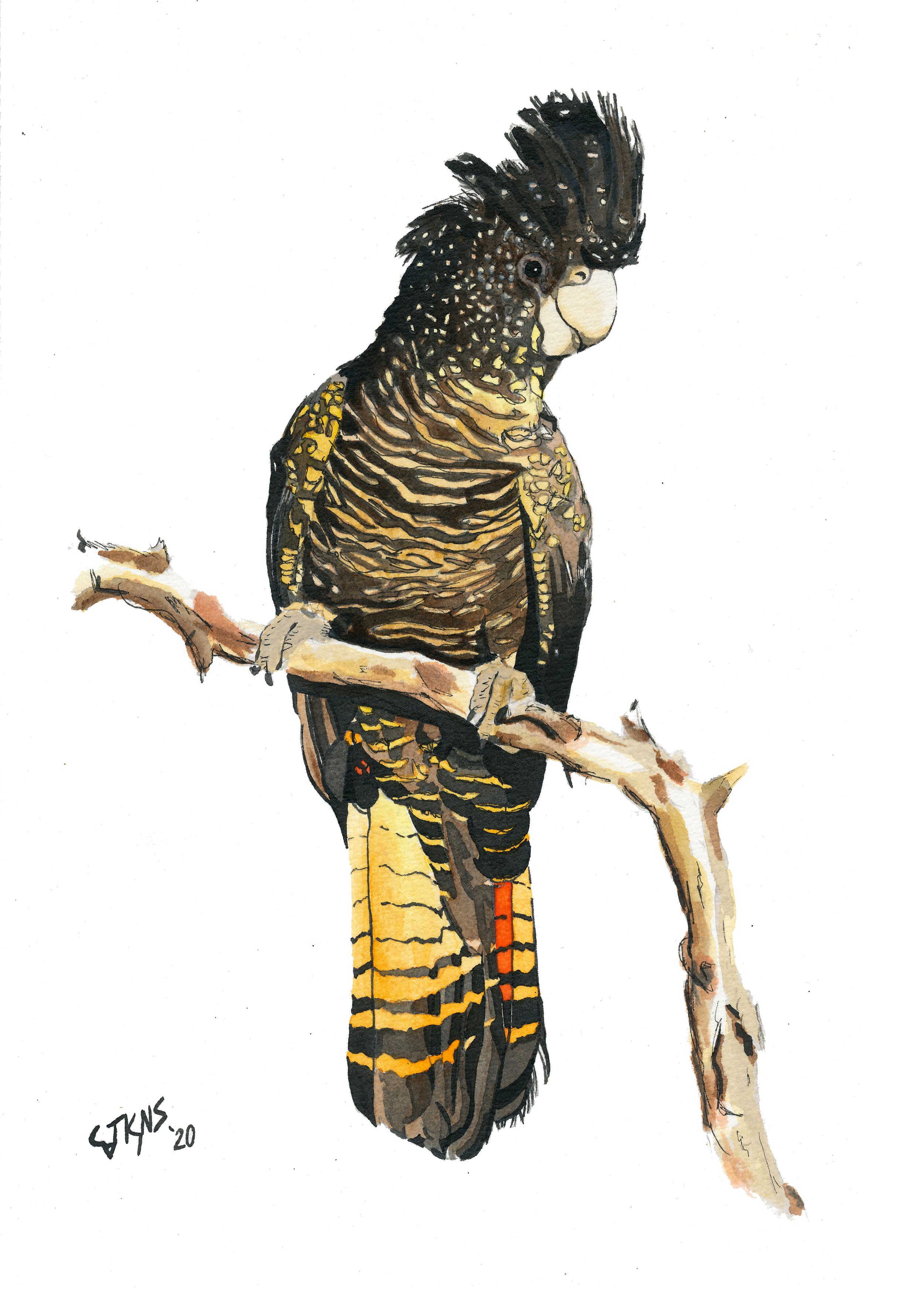 webbird1.jpg