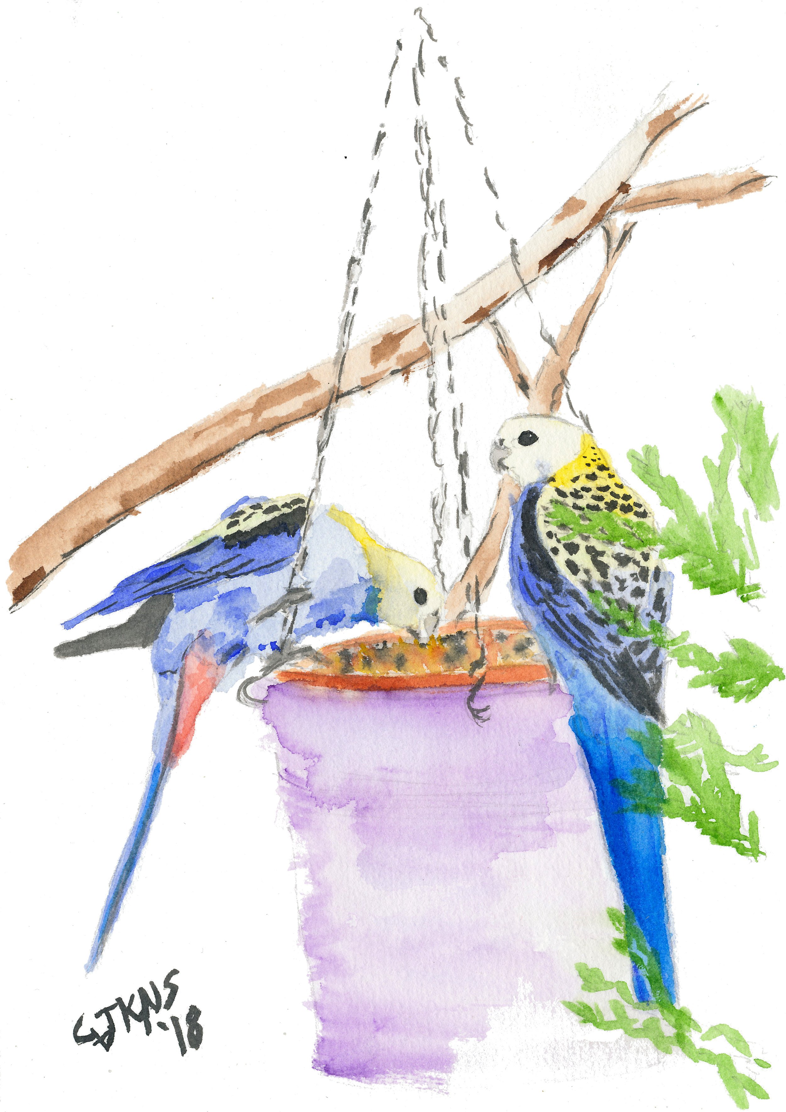 ccbirds.jpg