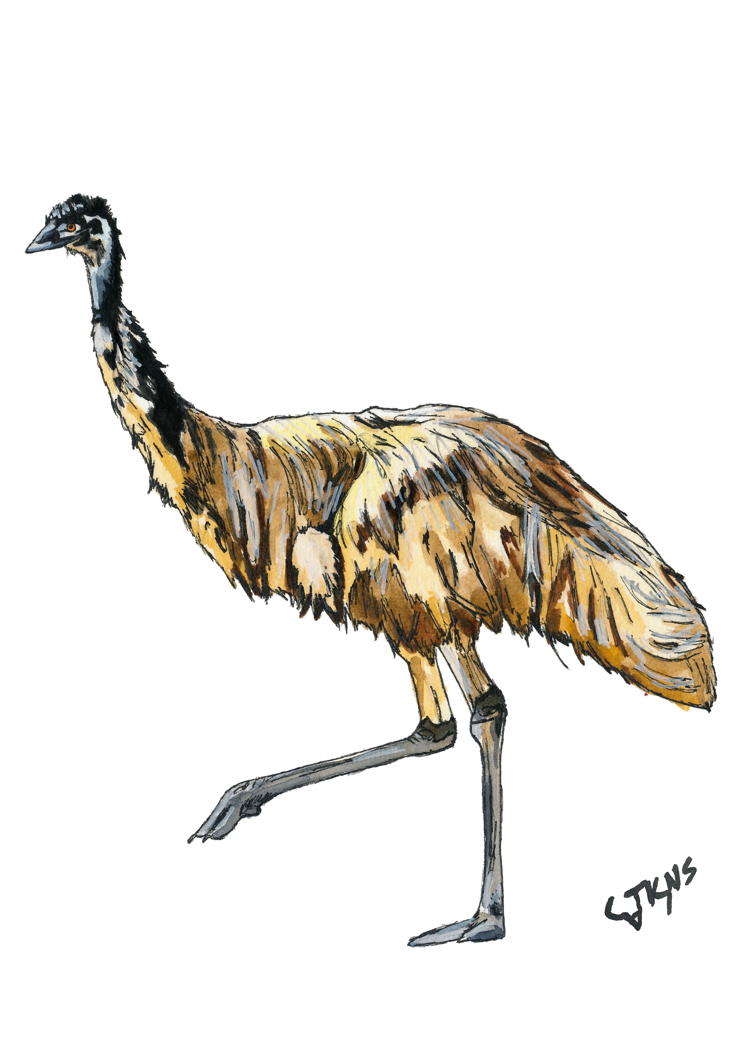 Emu.jpg