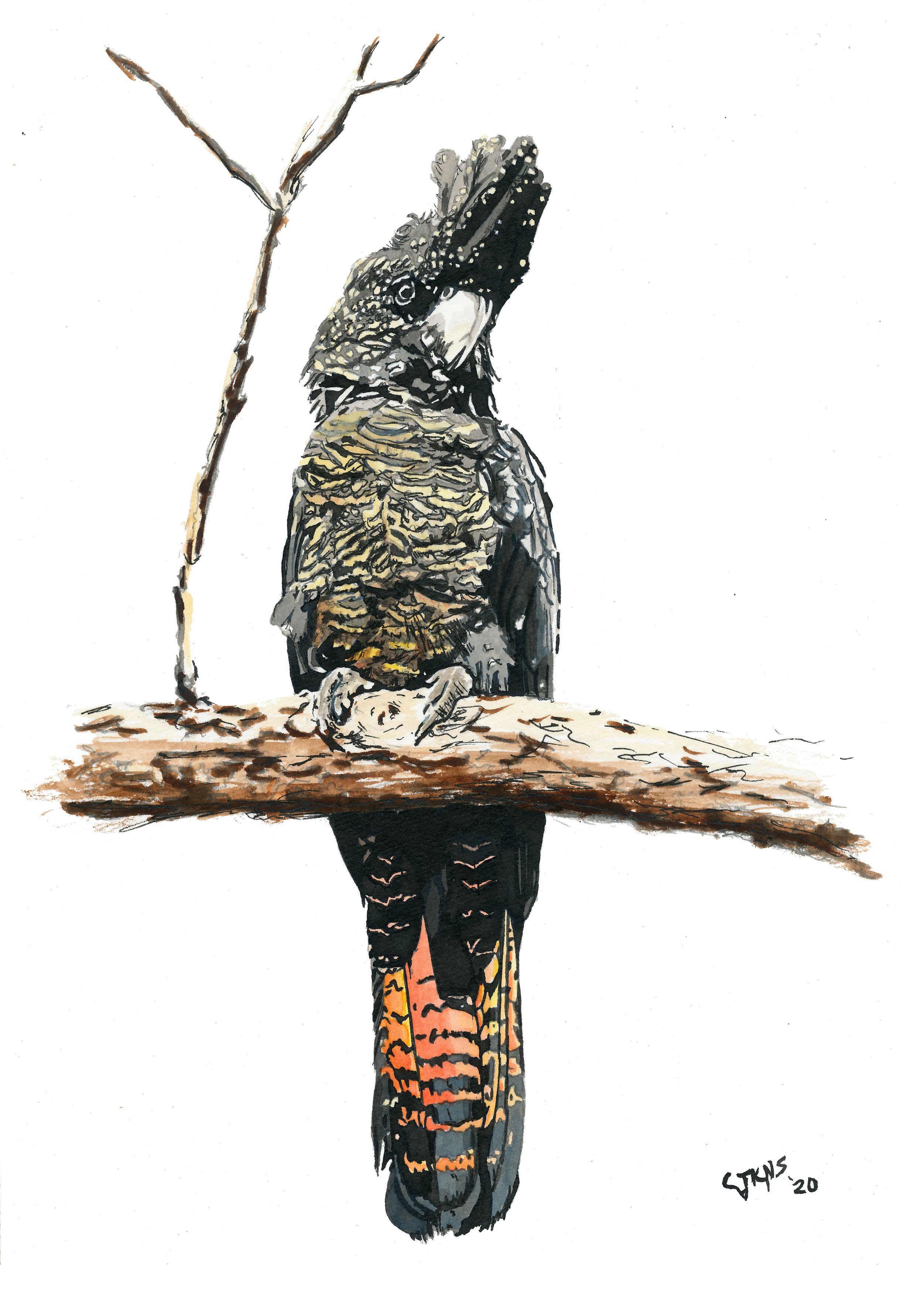 webird2.jpg