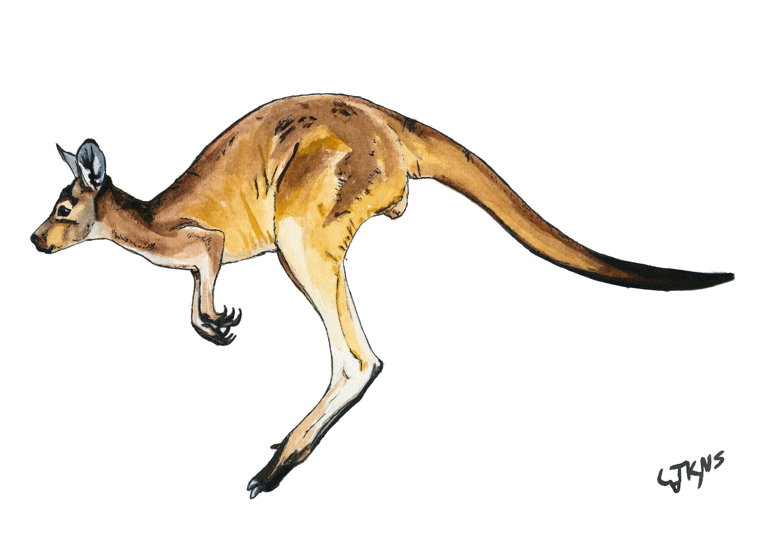 kangaroo B.jpg