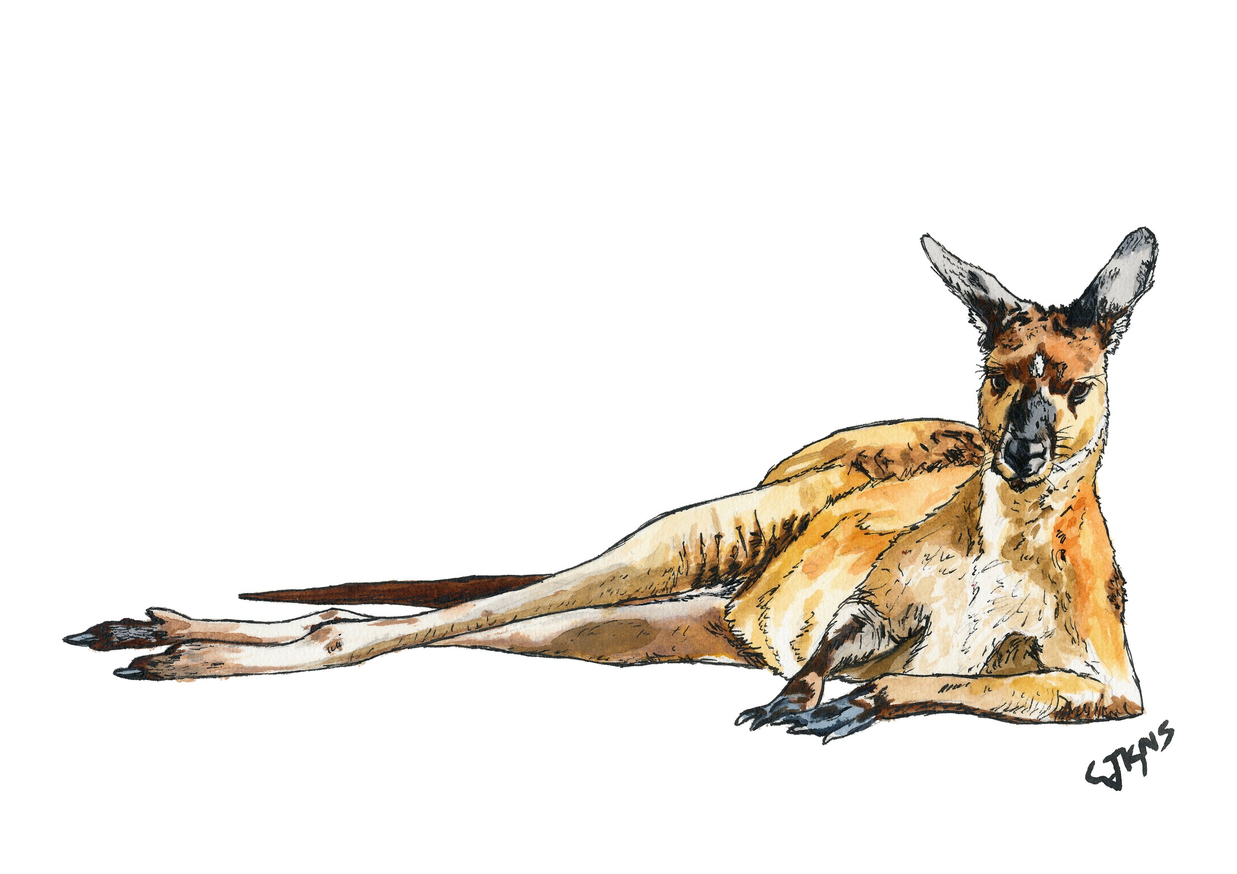 Kangaroo.jpg