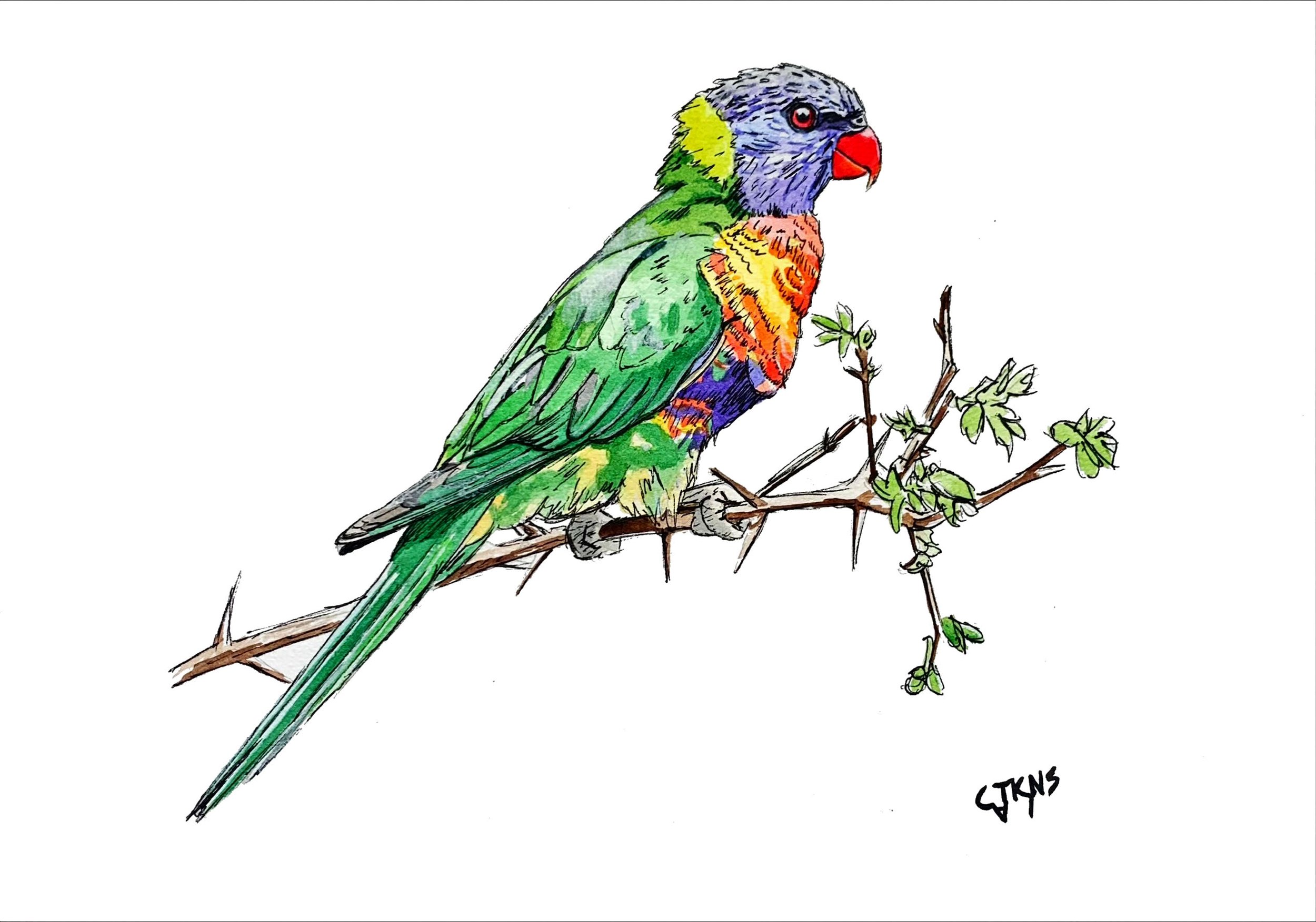 webbird08.jpg