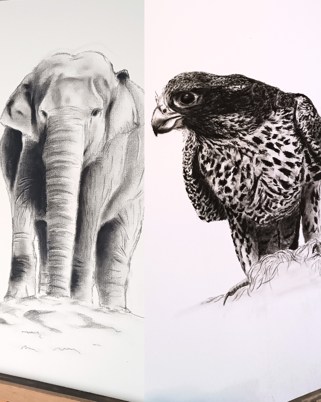 Stage fusain animalier - Samedi 9 juin de 10h30 à 18h30