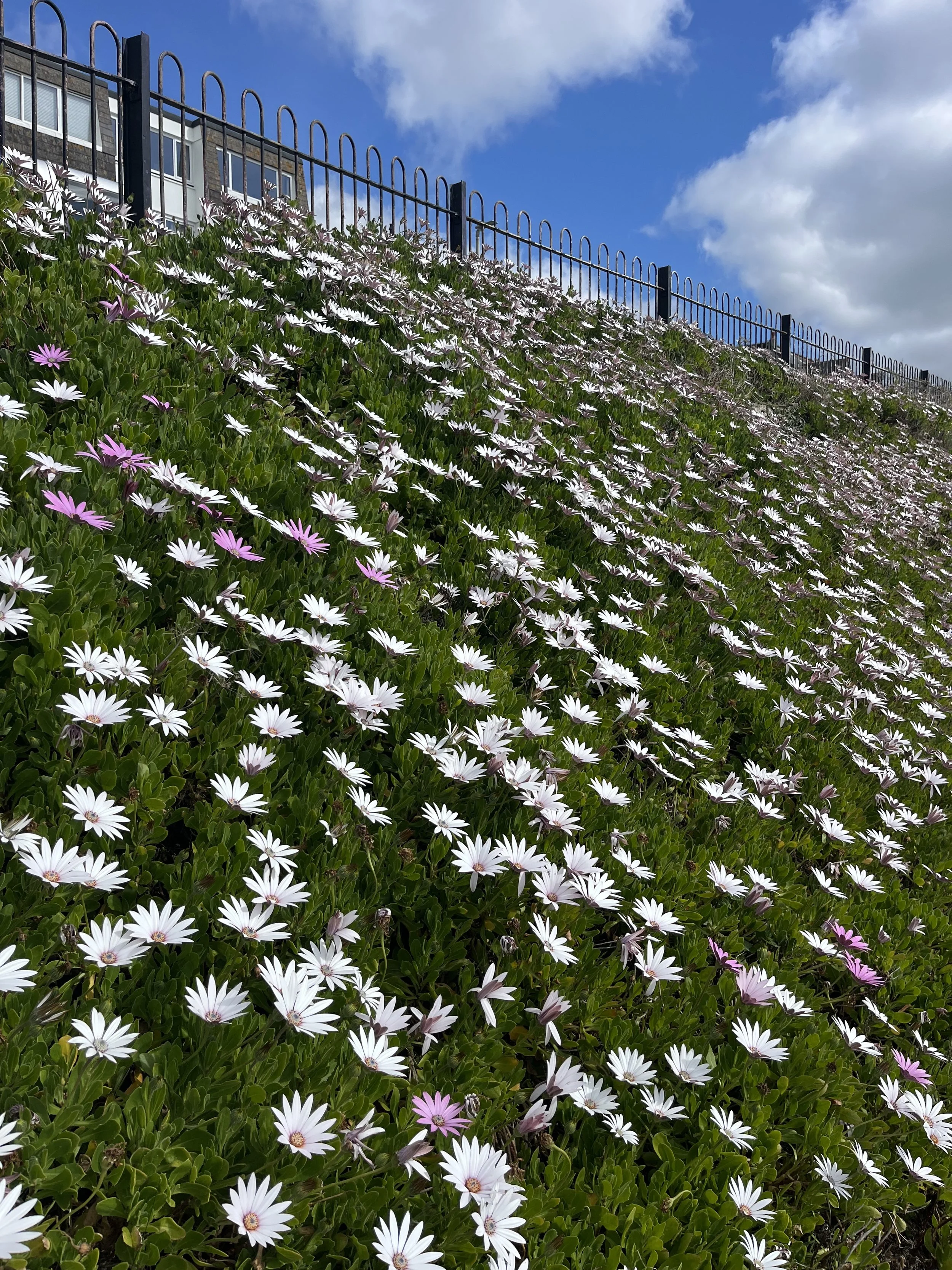 Homeopathy for Hayfever in Cornwall and Devon: Natural Relief for Spring Allergies