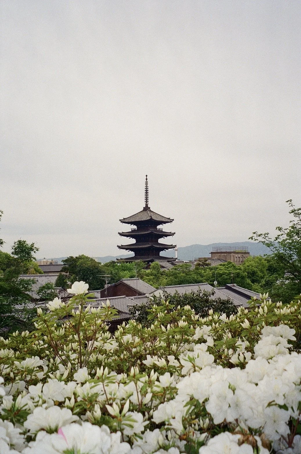 IMG_8176.jpeg