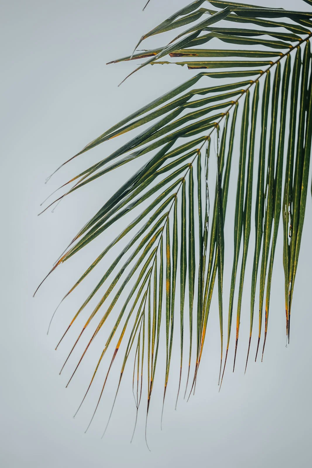 Patina Maldives, Fari Islands - Casey Bell Photography (9).jpg
