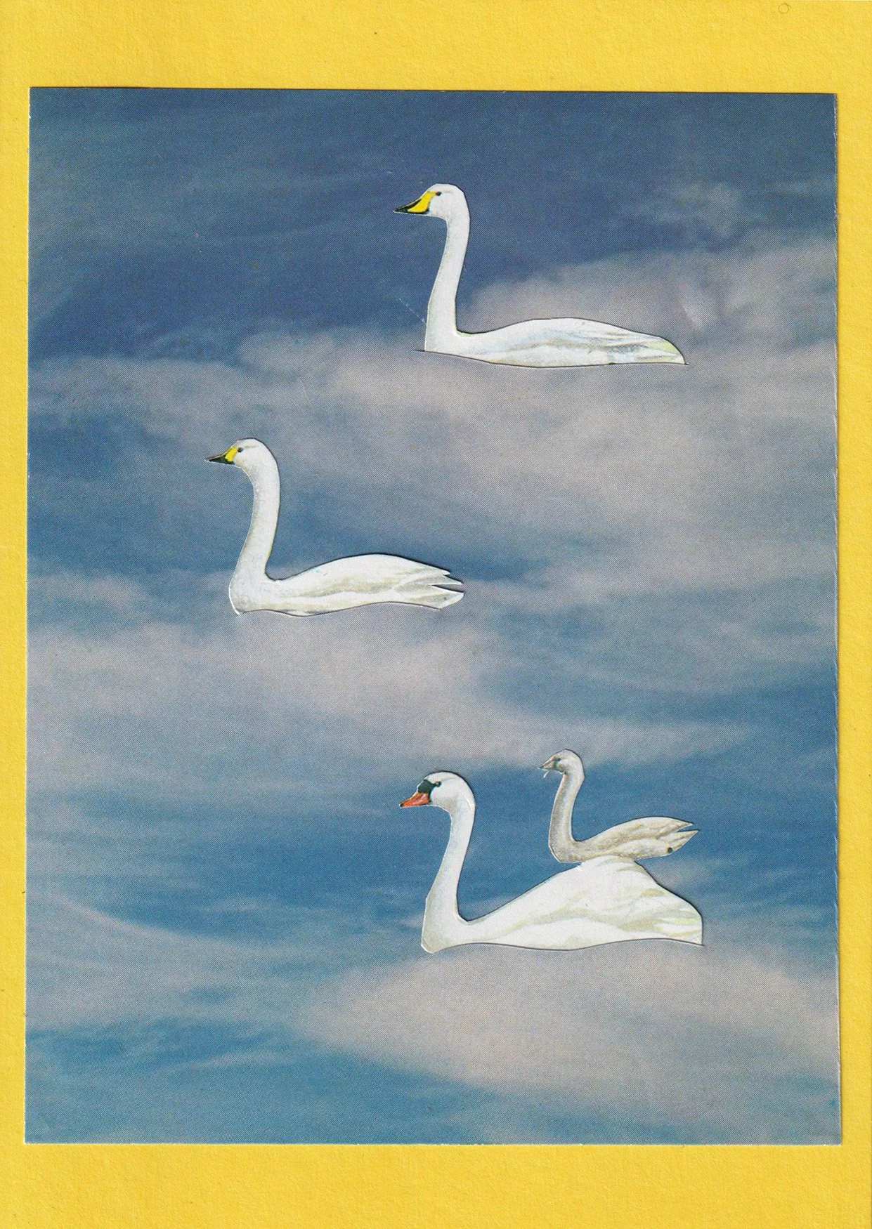 Sky Swans Card