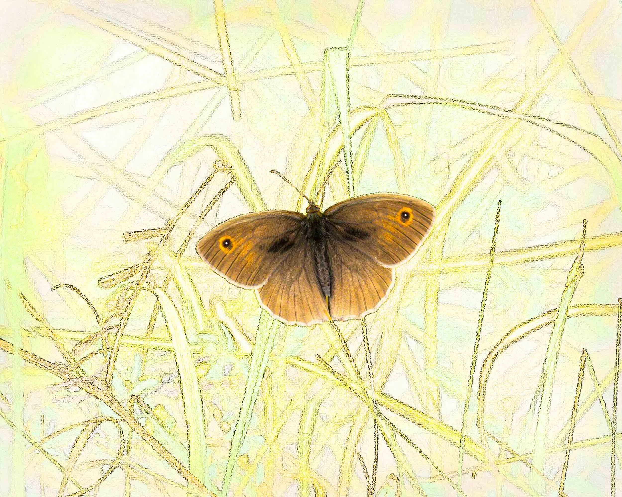 Meadow Brown Unfolded.jpeg
