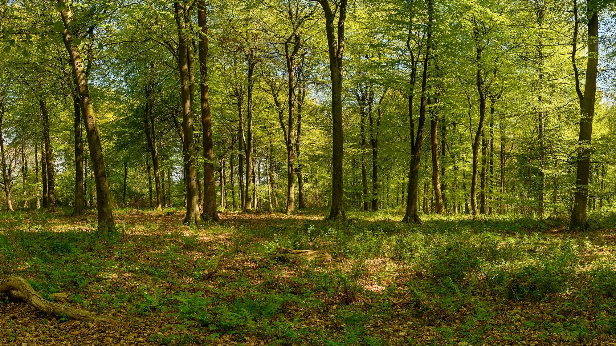 Woodland Pano 2.jpg
