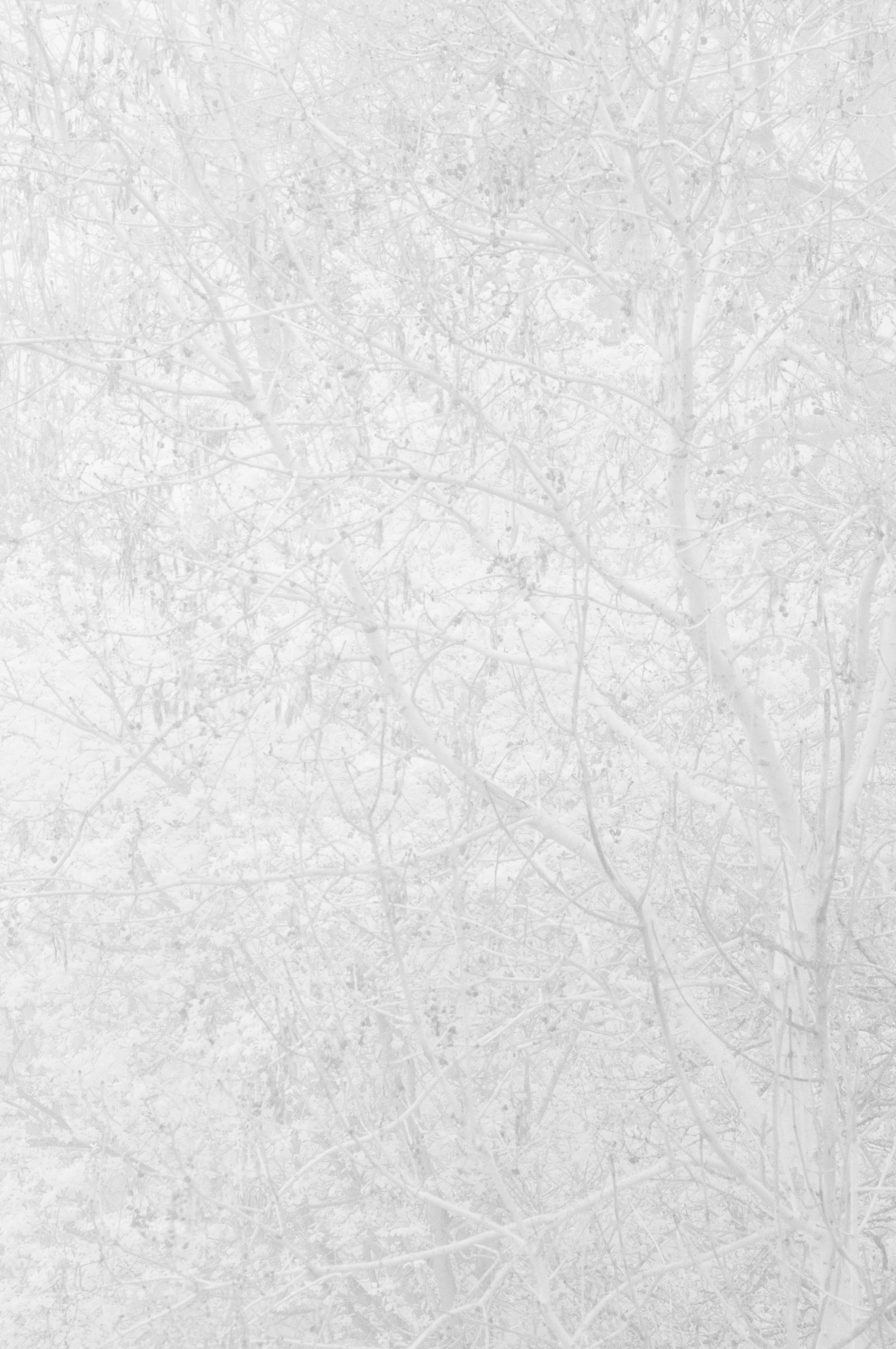 IR High Key Woodland .jpg