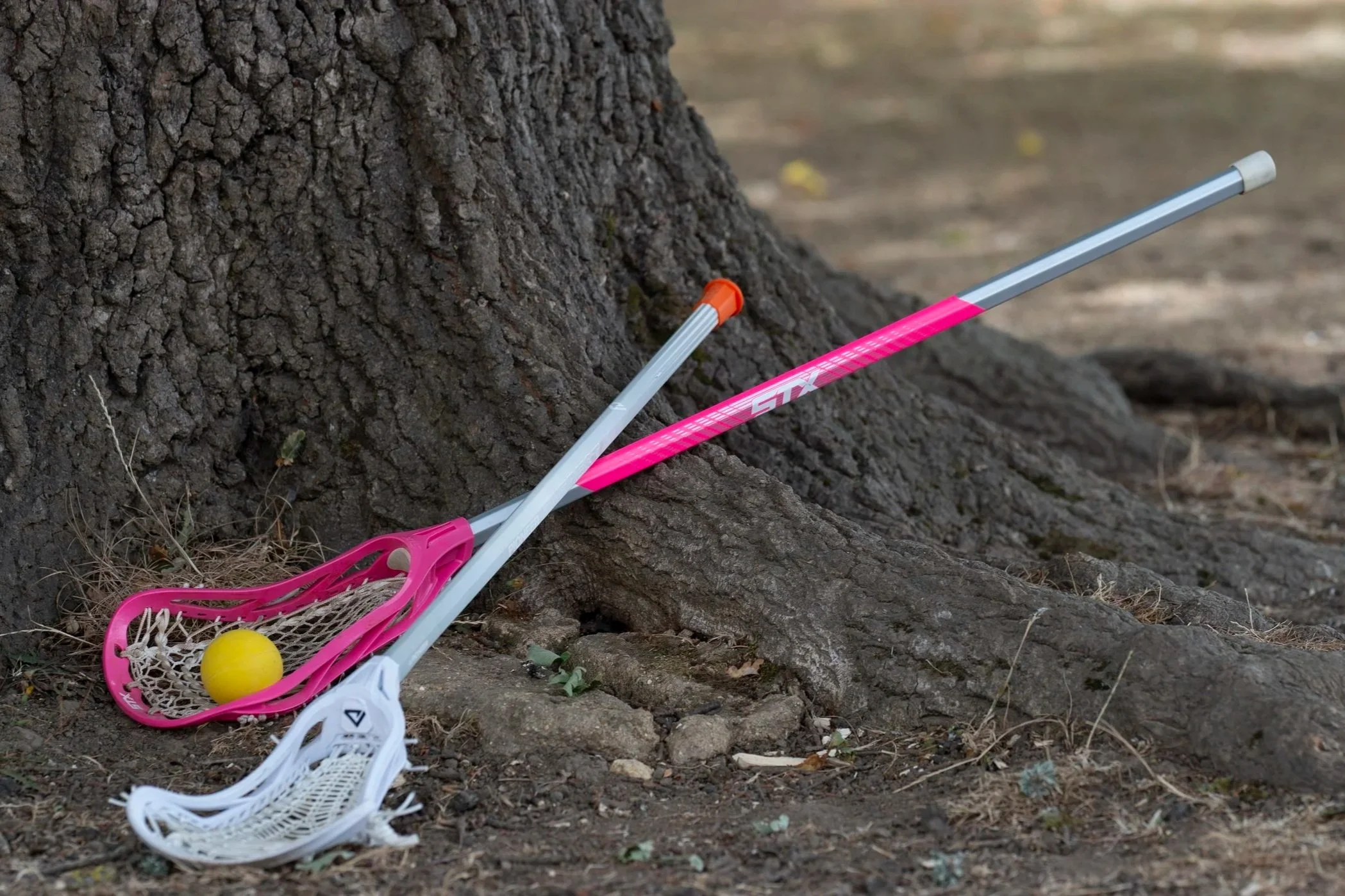 Two lacrosse sticks overlap in front of a tree