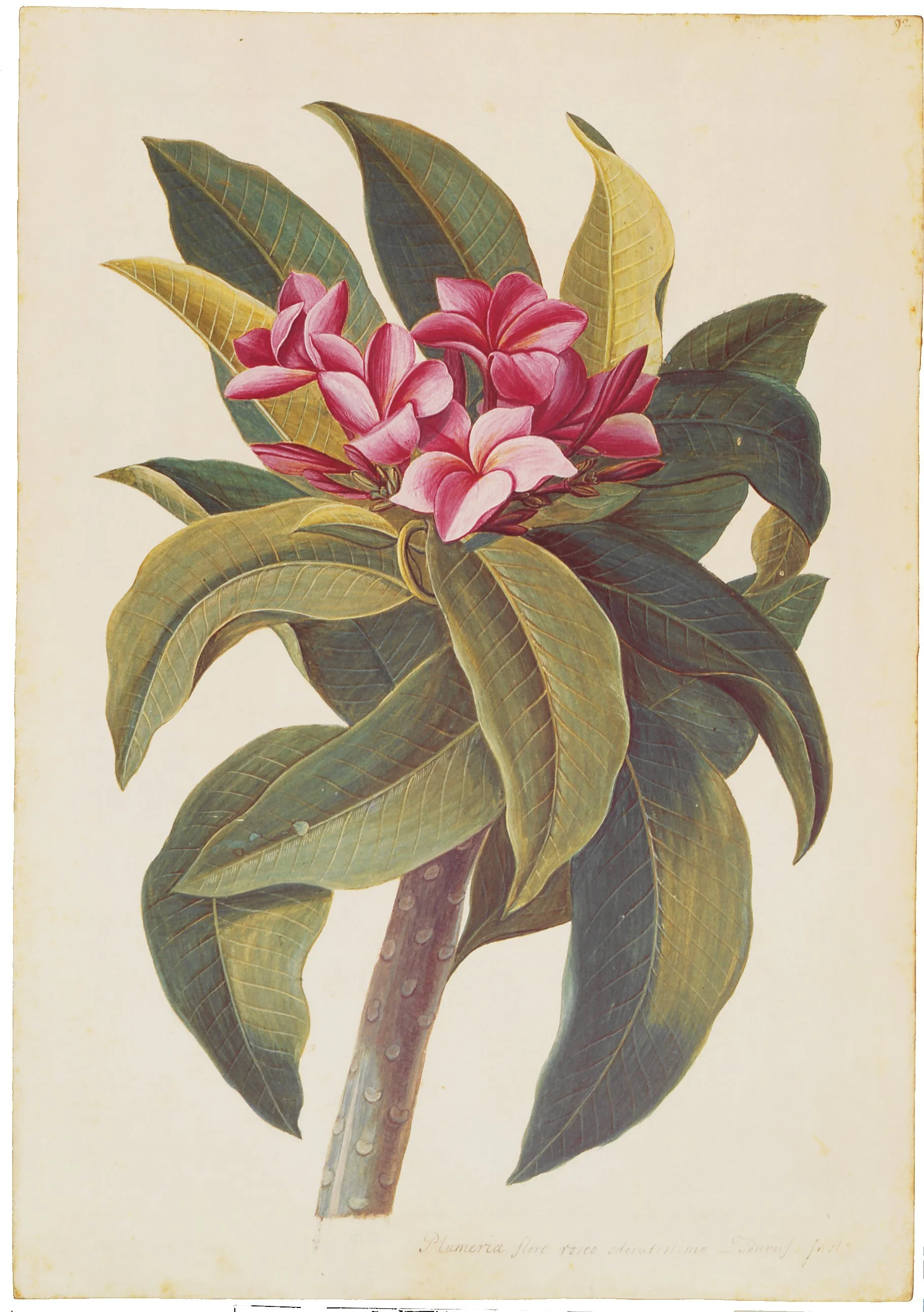 Botanical illustration of pink plumeria flowers and green leaves on a stem, vintage style.