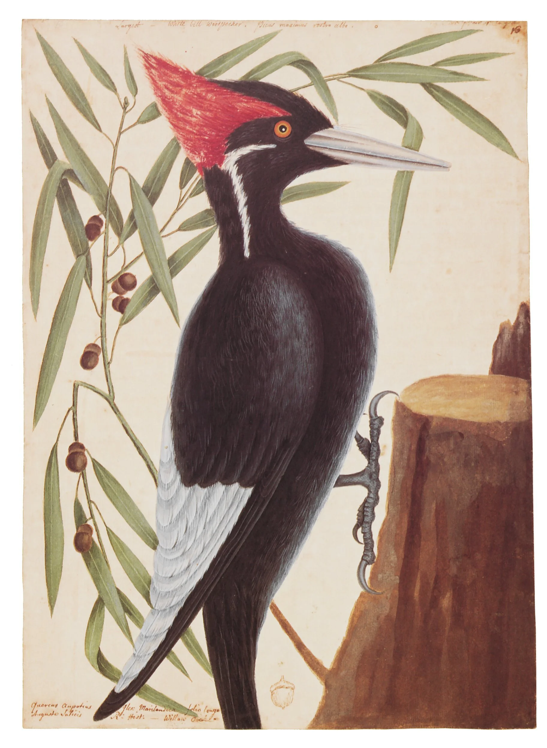 Illustration of an ivory-billed woodpecker perched on a tree stump, with green leaves and berries in the background.