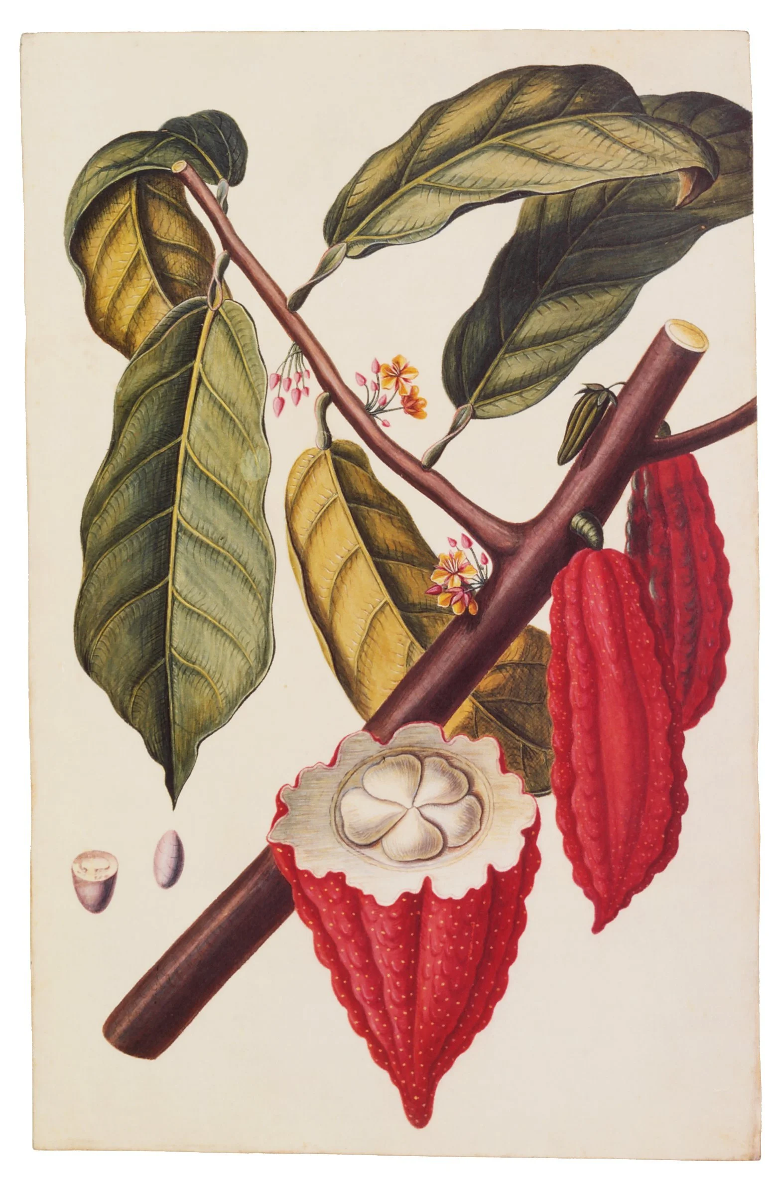 Botanical illustration of a plant with red segmented fruit, large green leaves, small pink flowers, and seeds.