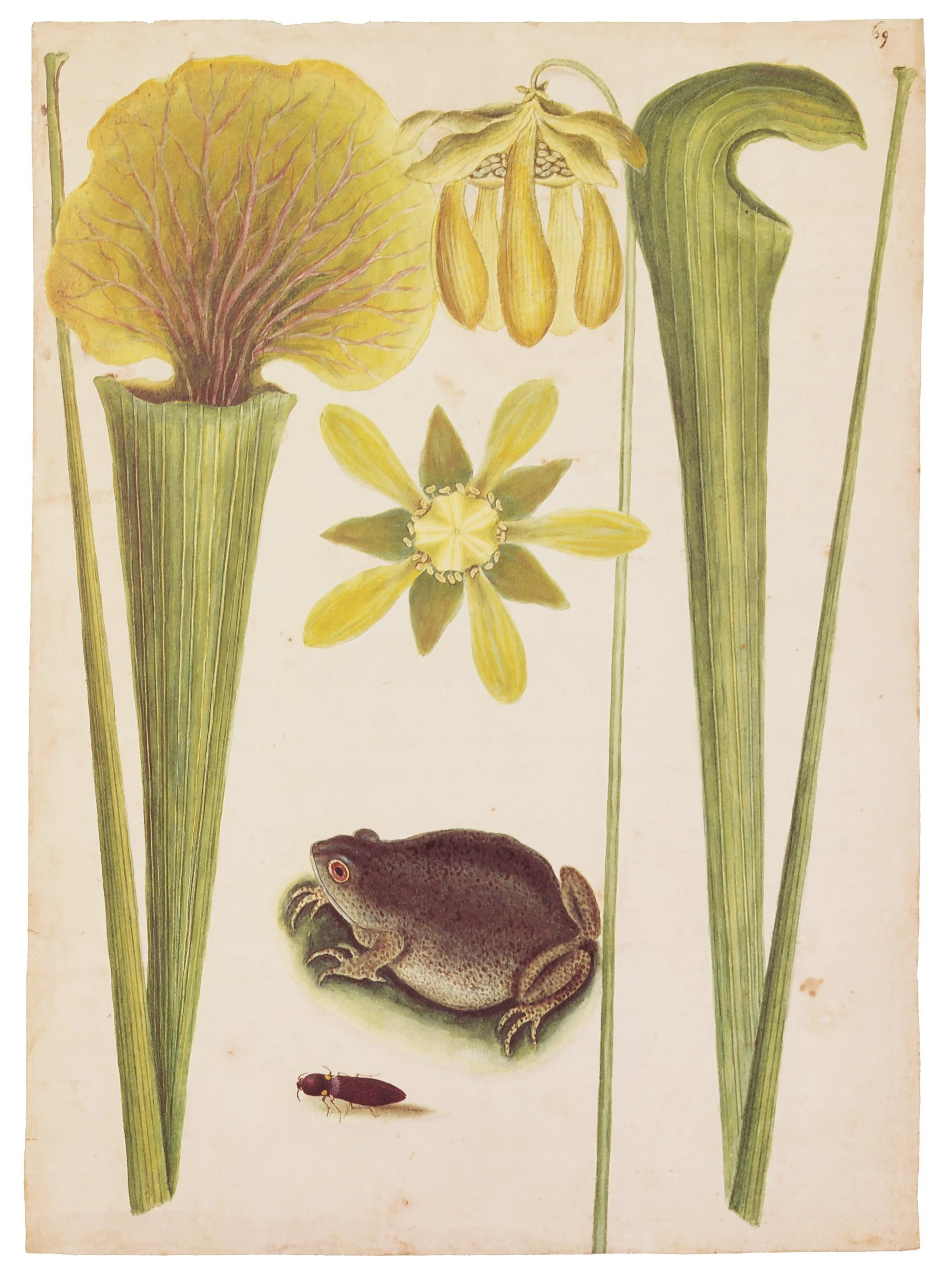 Botanical illustration with pitcher plant, flower, frog, and insect