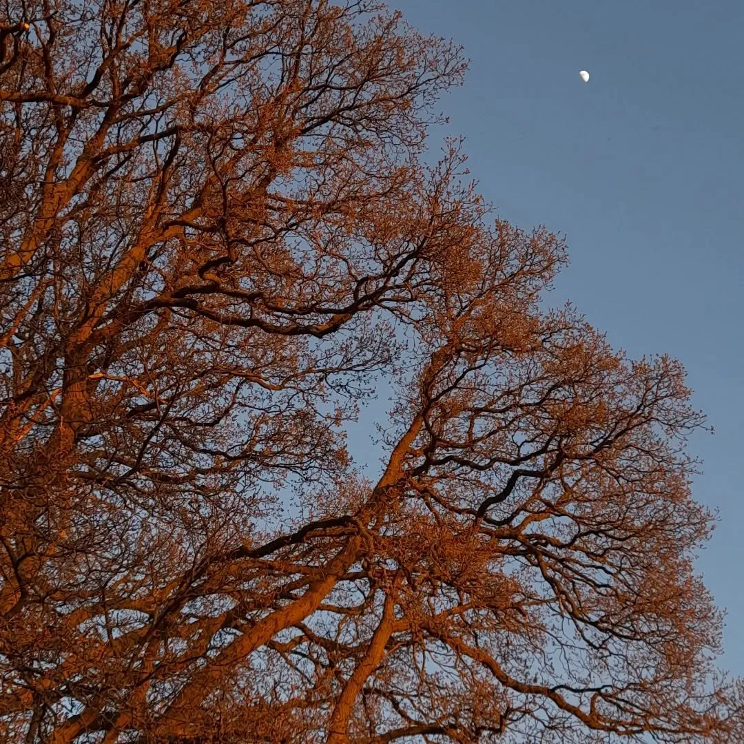 Wonder 🌙

#life #tree #moon
