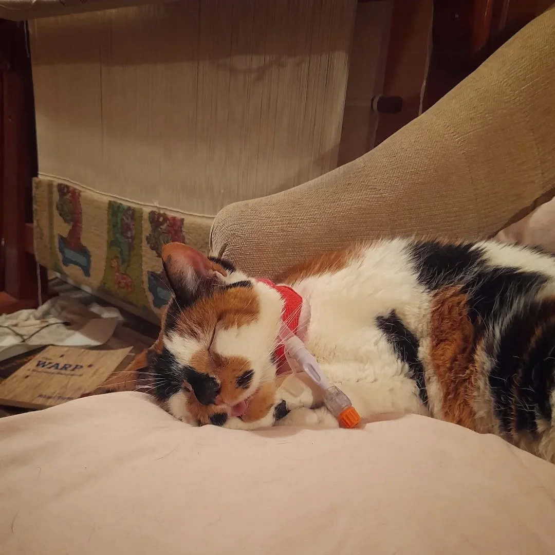 Stay strong, Tinky bop 🫶 💕 little joys in life, in the land of suffering 🥲🌌 

#pets #life #love #philosophy