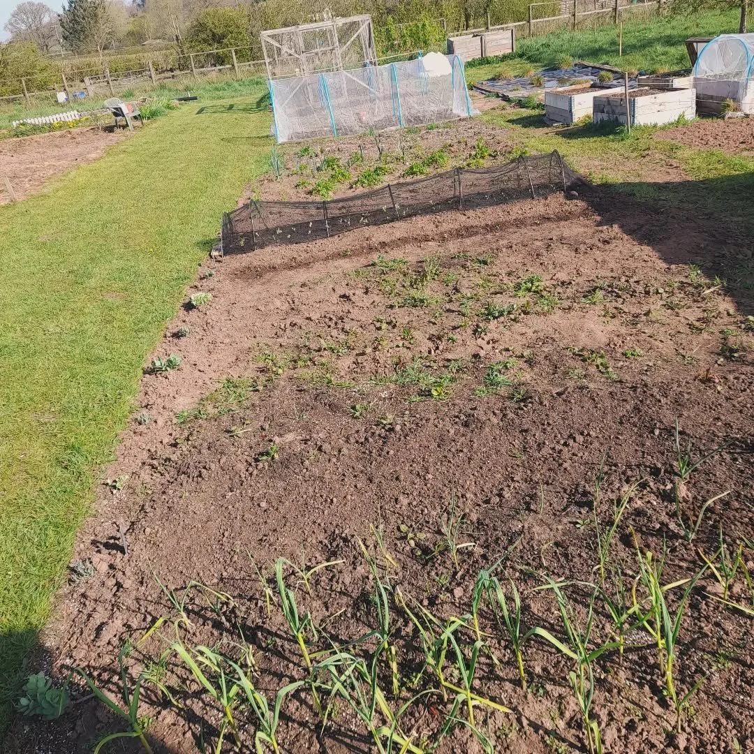 Lovely day on the allotment 🤎😊 

#spring #plants #gardening #sun #nature