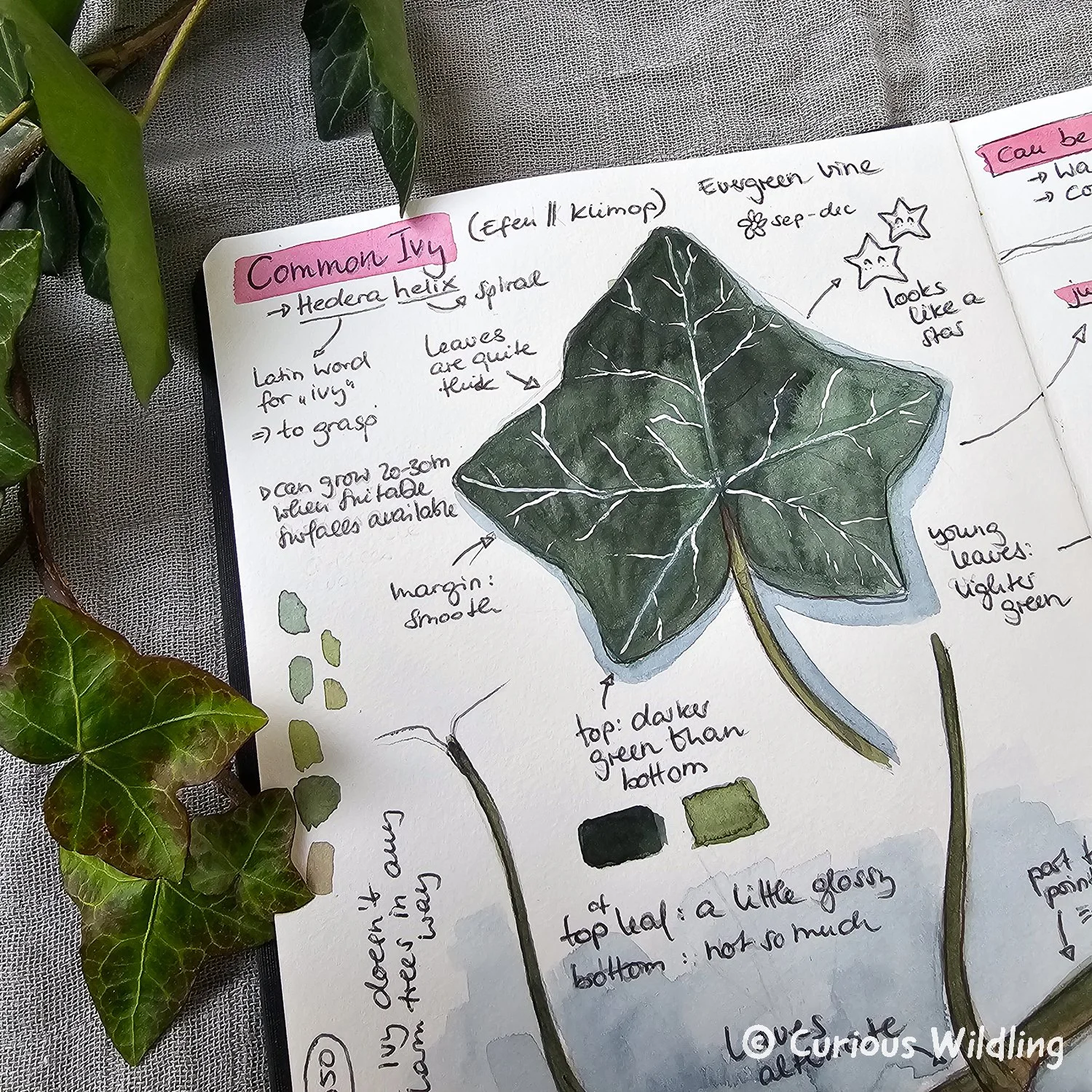 Nature Journal Curious Wildling 05.jpg