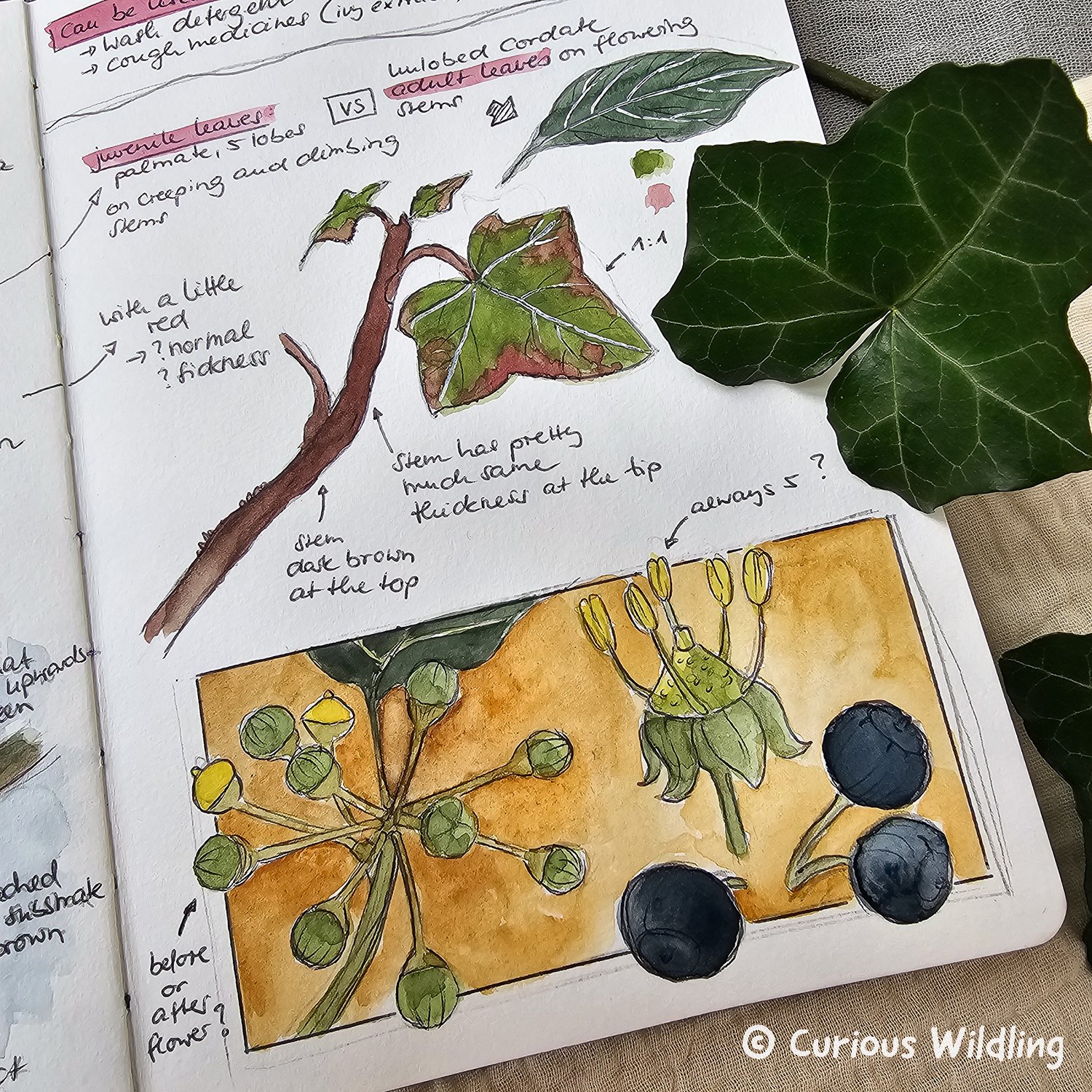 Nature Journal Curious Wildling 06.jpg