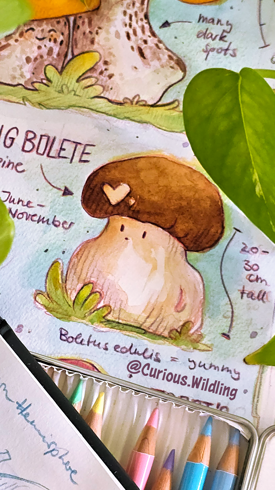 2025 W36 King Bolete Cover.png