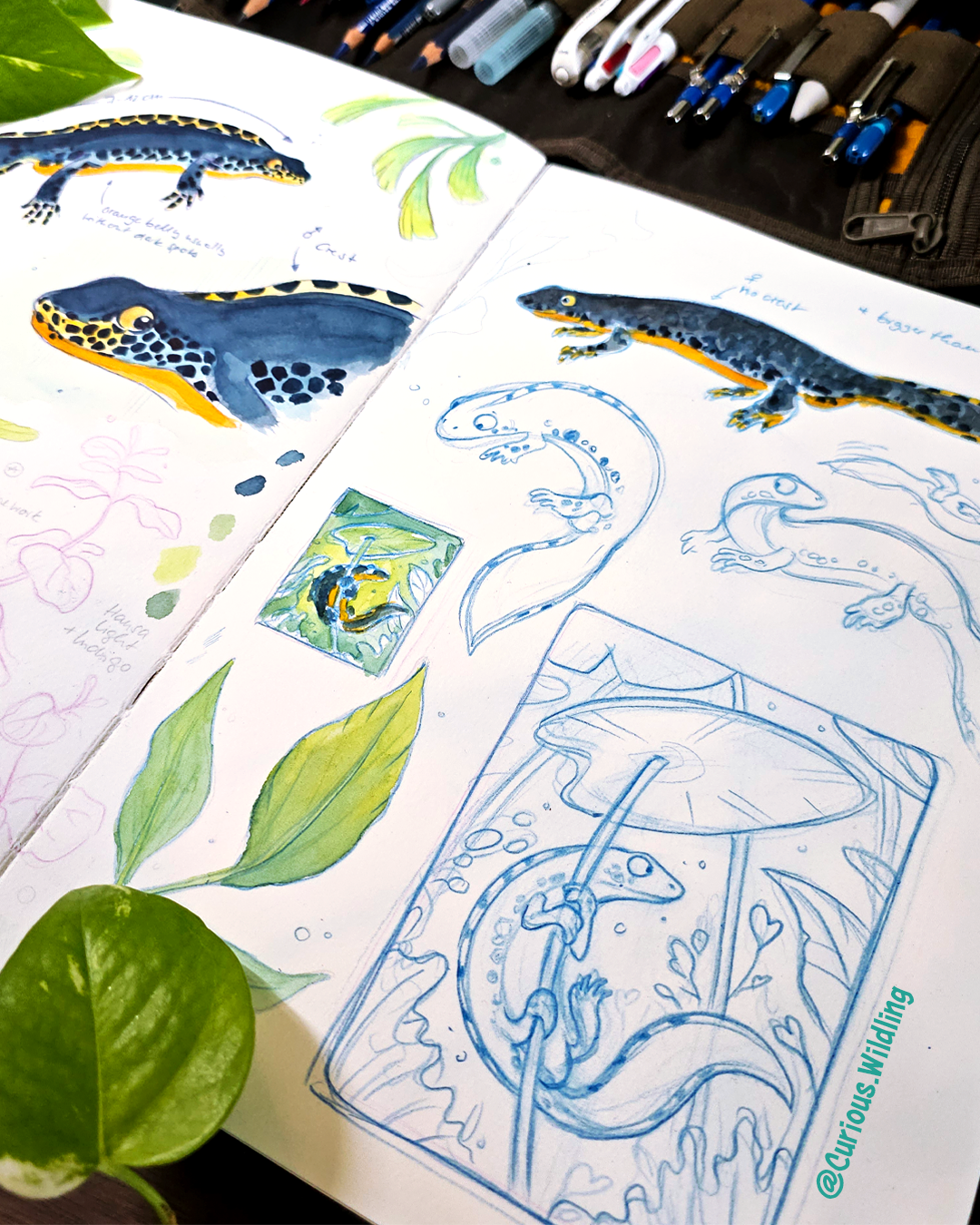 2025 W28 Salamander 1.png