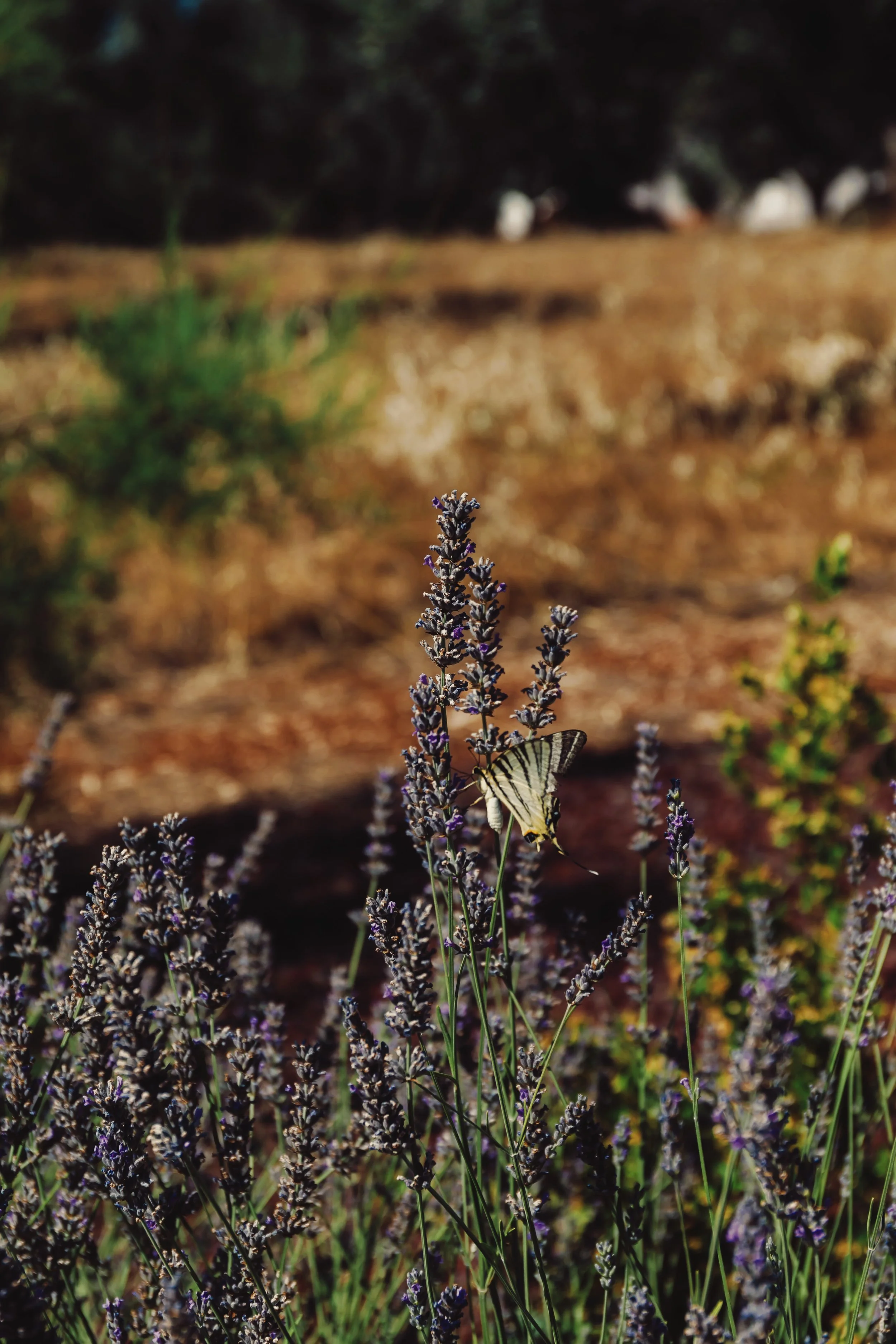 Casa Iccha X A Reyto_2025-178.jpg