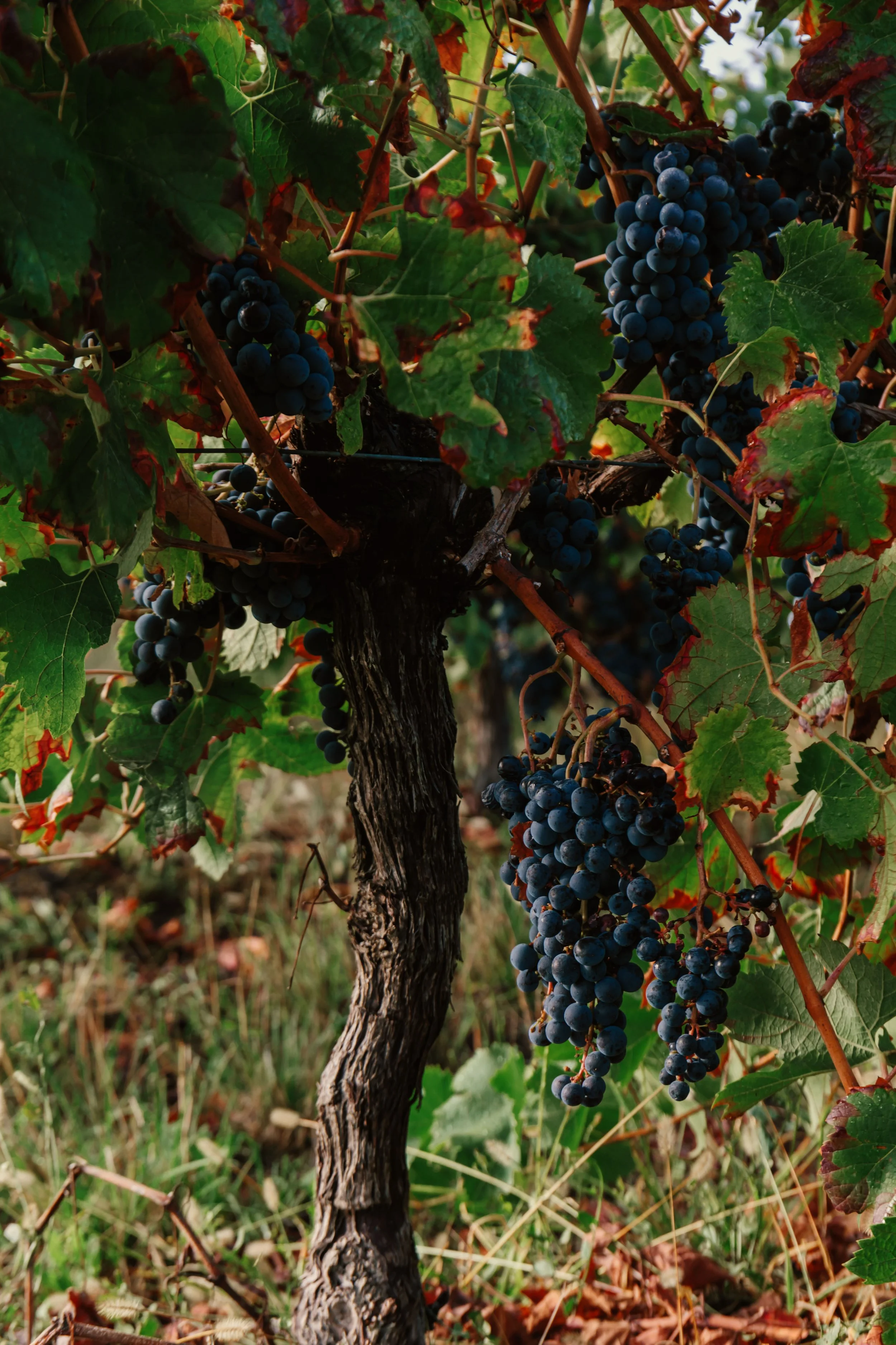 Domaine de Beaulieu_exterior_X Alex Reyto_2025-19.jpg