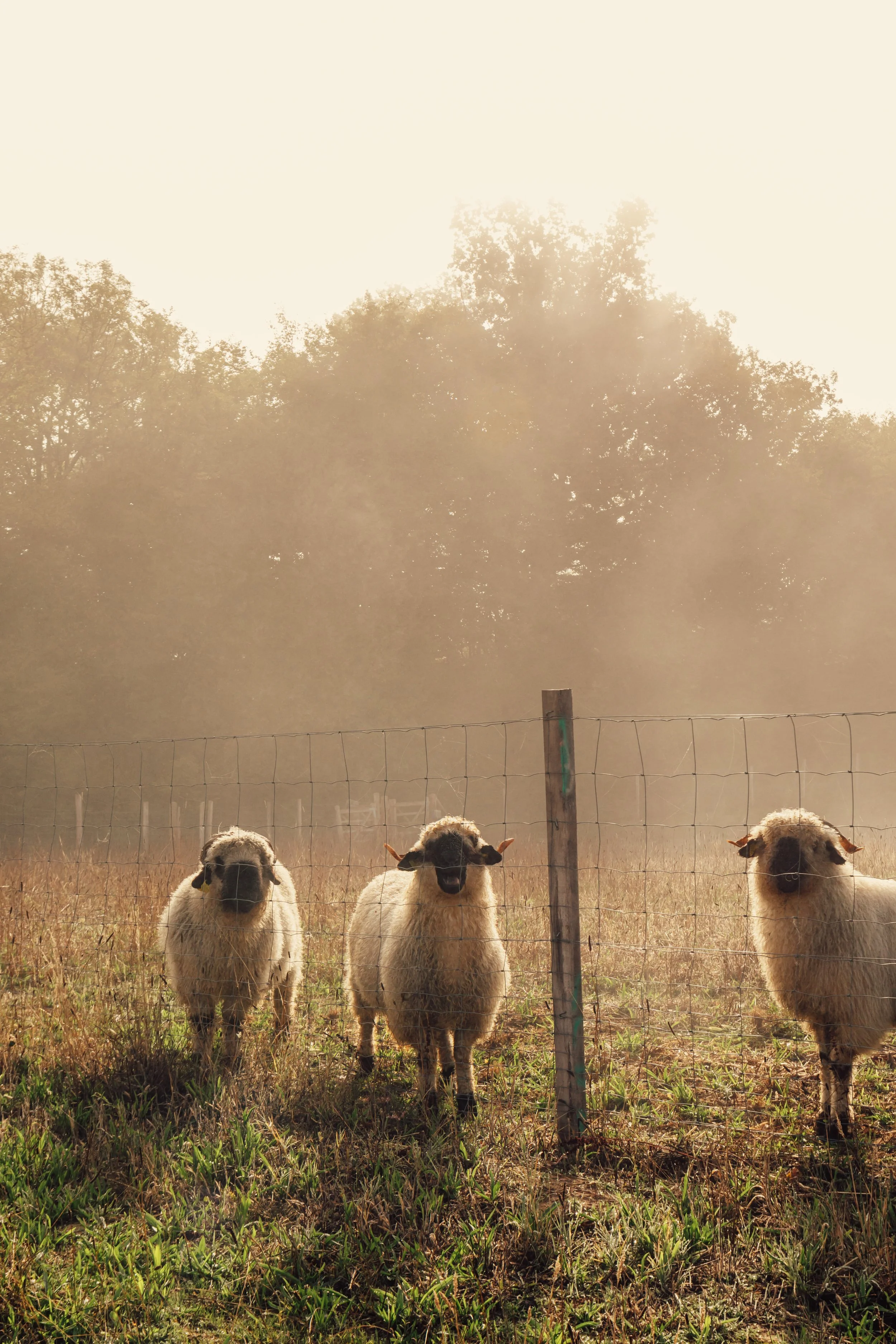 Domaine de Beaulieu_exterior_X Alex Reyto_2025-24.jpg