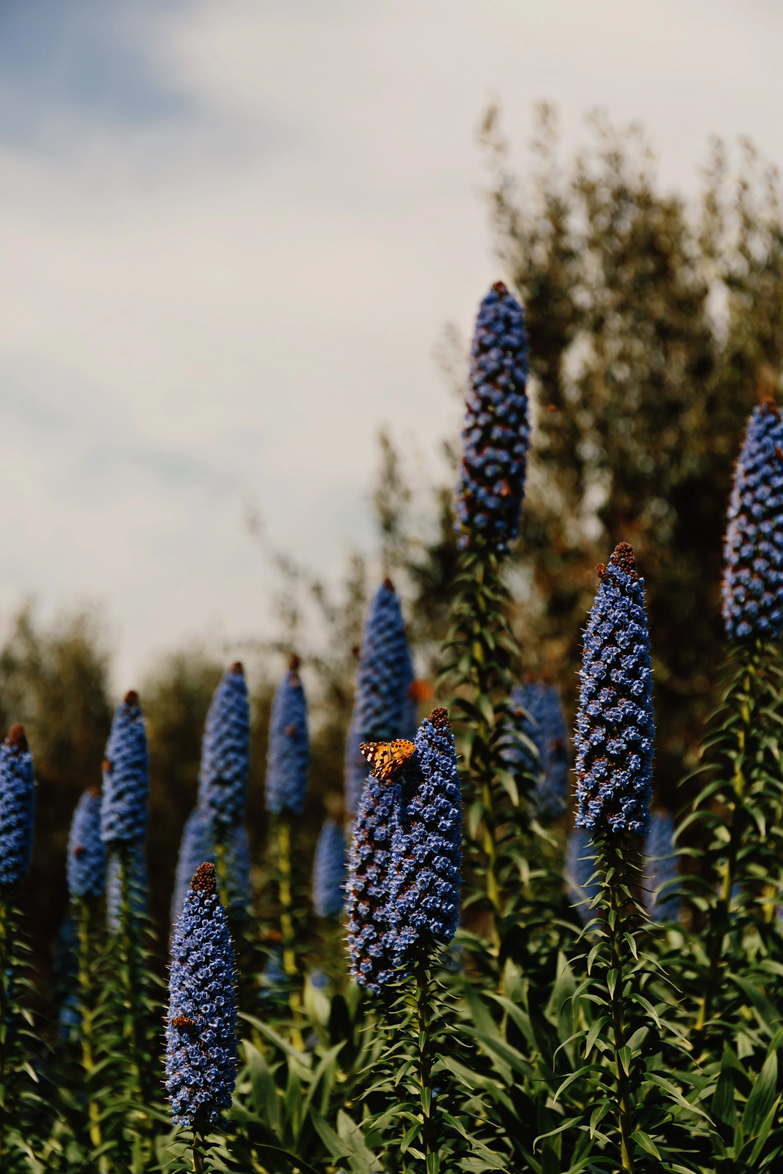 Villa Itria_2025-11.jpg