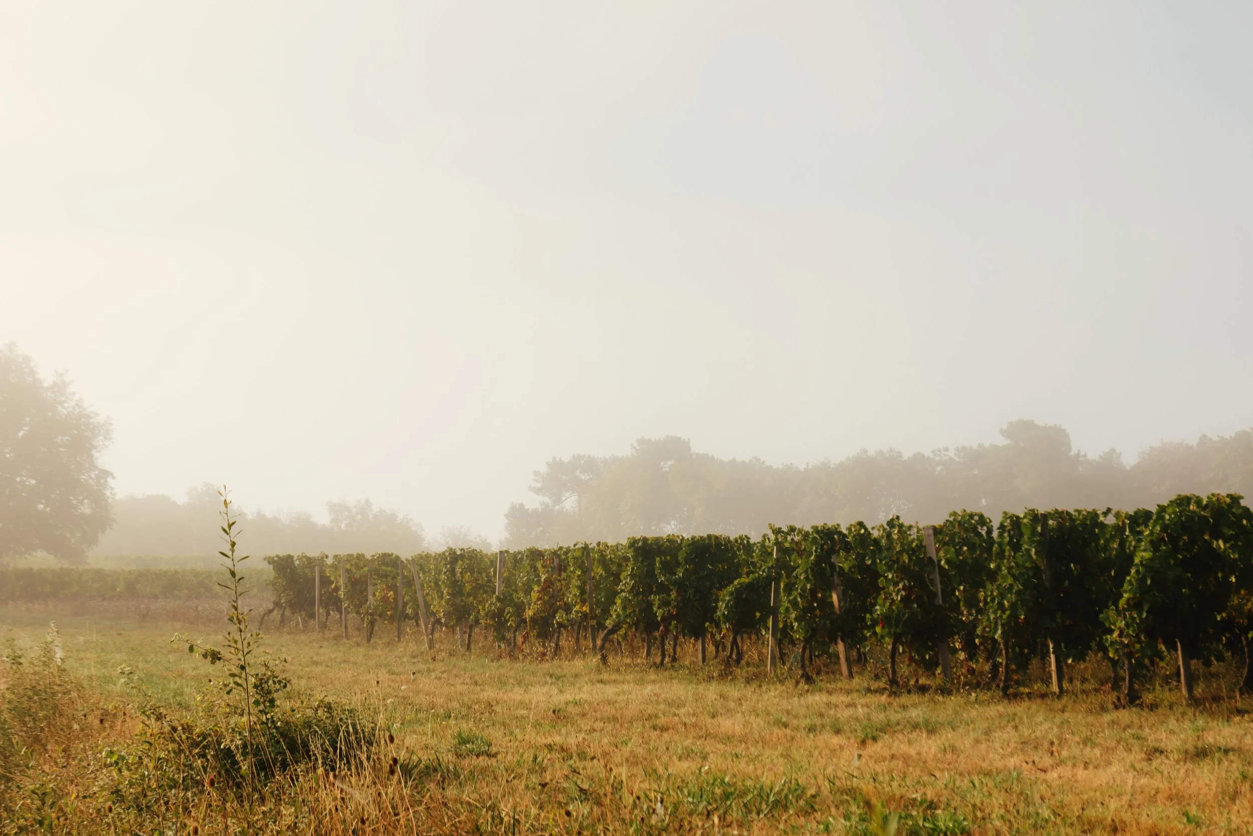 Domaine de Beaulieu_exterior_X Alex Reyto_2025-17.jpg