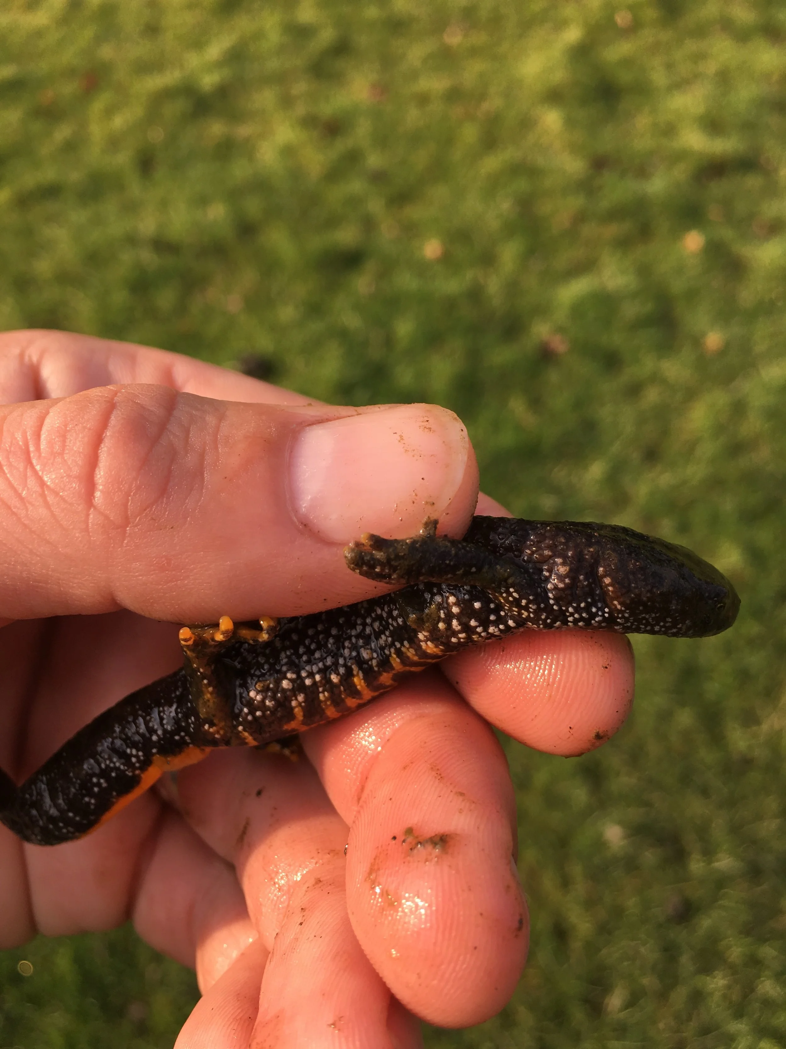 Great Crested Newt found by our Shropshire ecologists