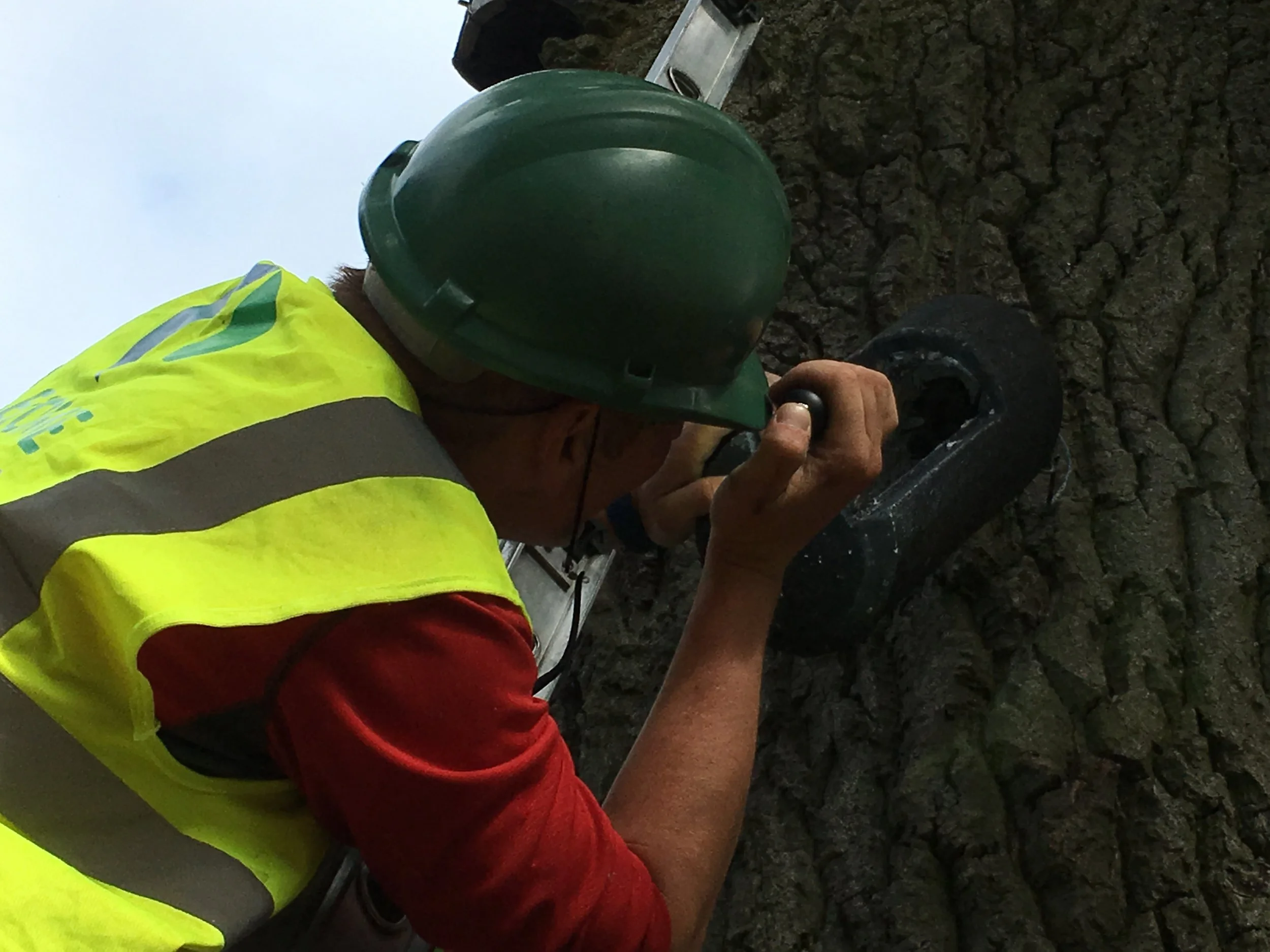 Inspecting bat boxes installed as part of a mitigation scheme