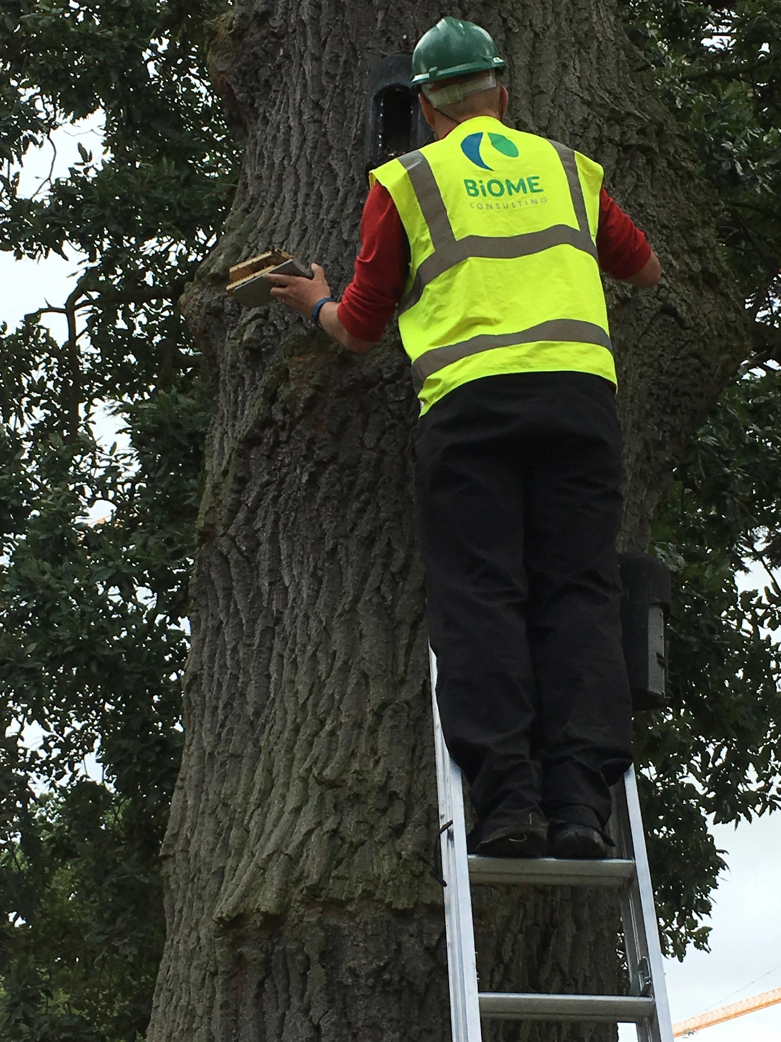 Inspecting bat boxes
