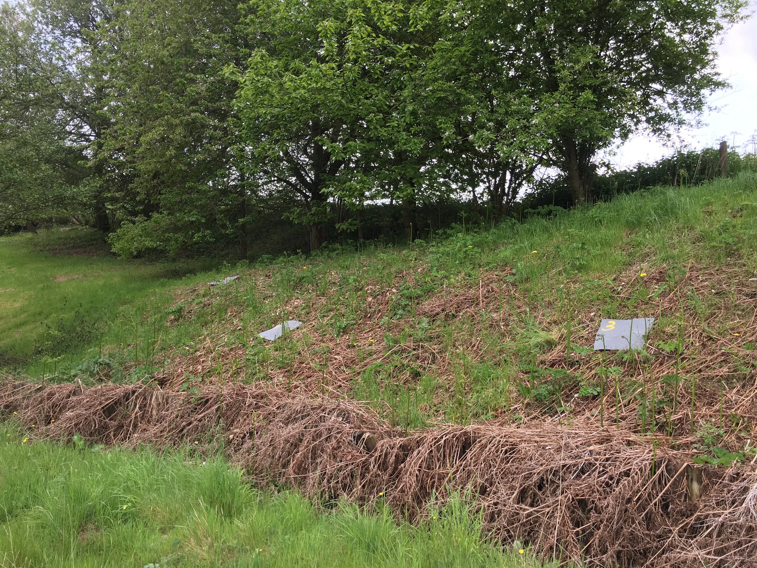 Reptile survey in Shropshire