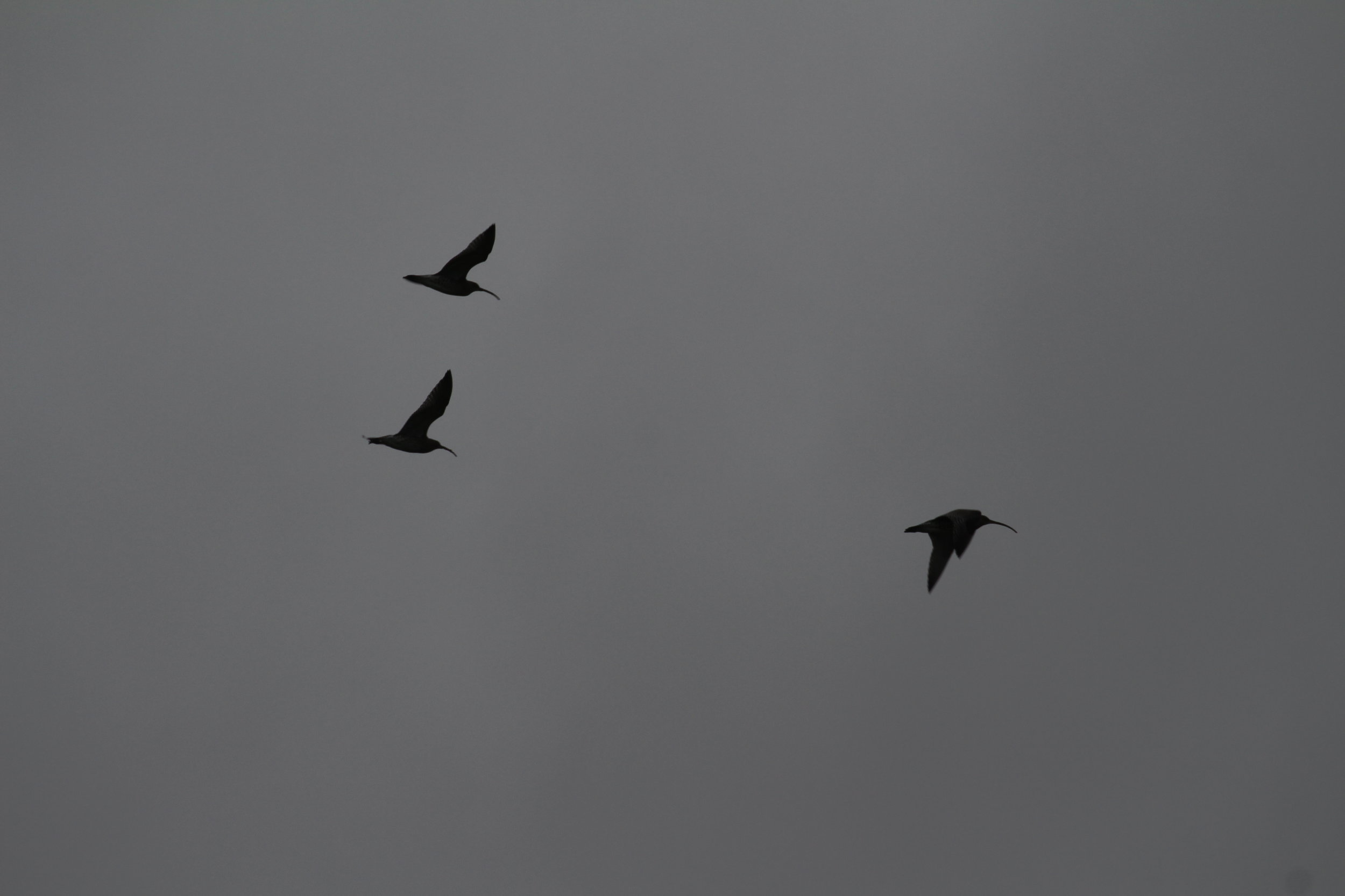 Curlew in flight