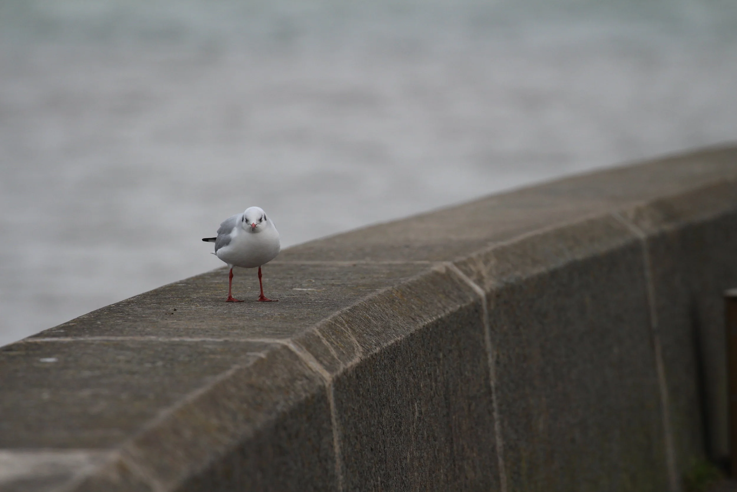 Black-Headed Gull