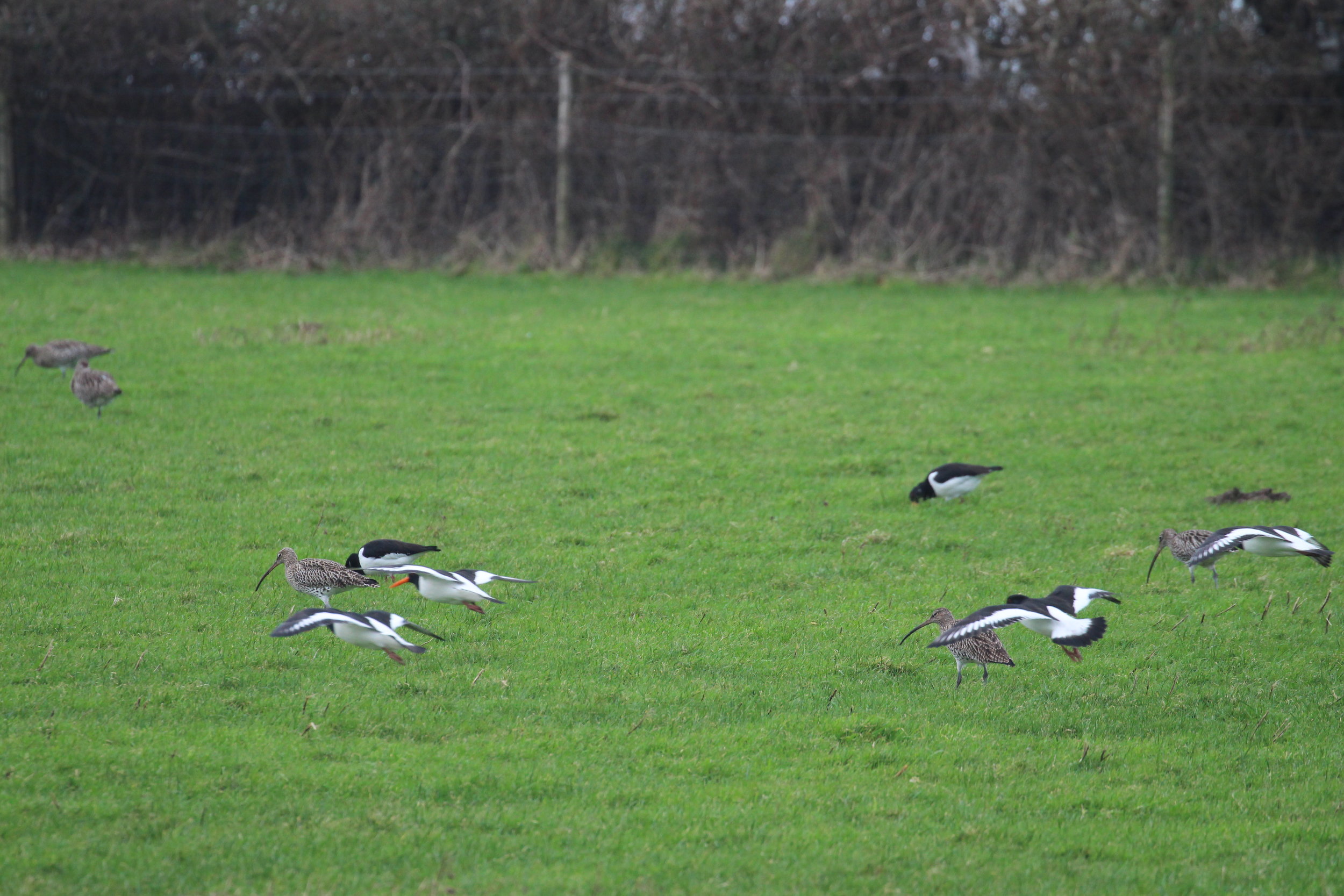 Curlew and Oystercatcher foraging in pasture at high tide