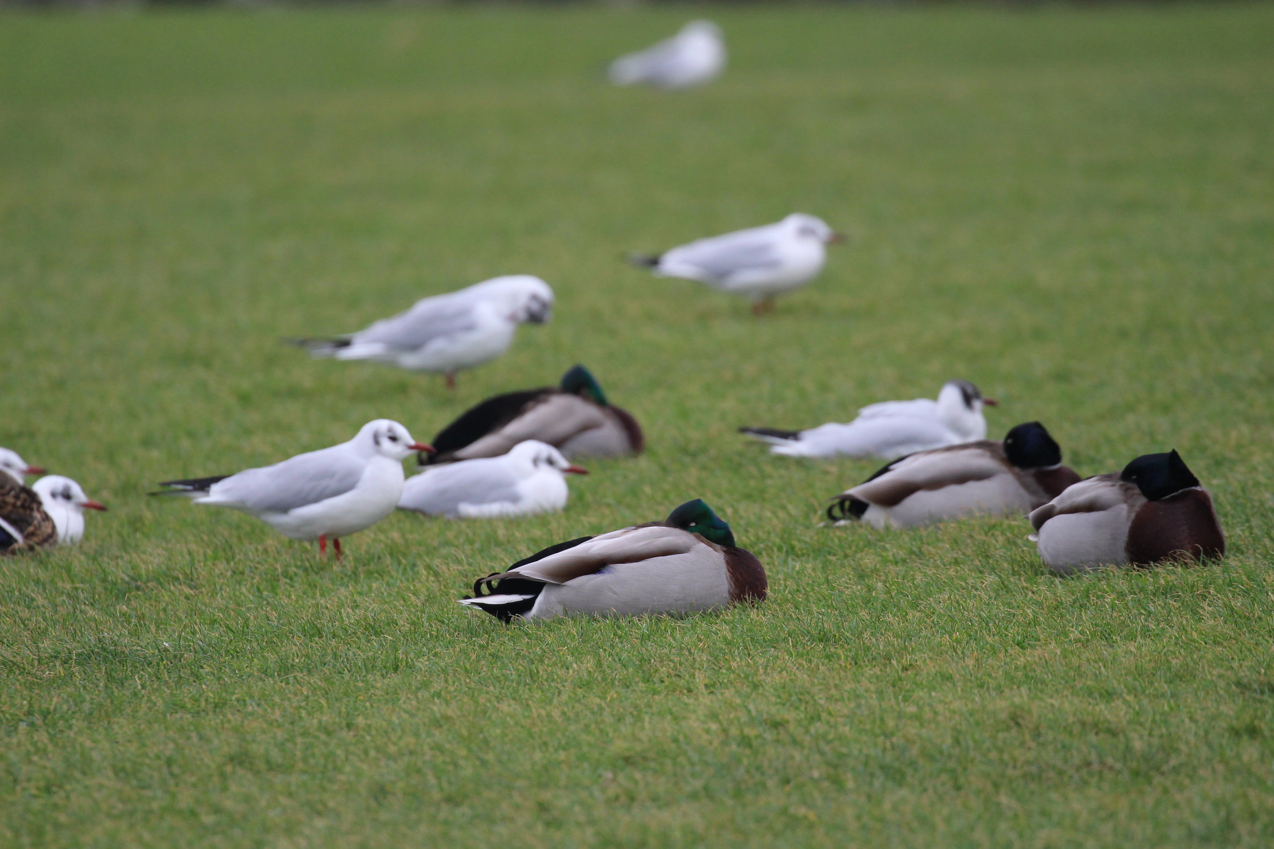 Roosting Black-headed Gulls and Mallards