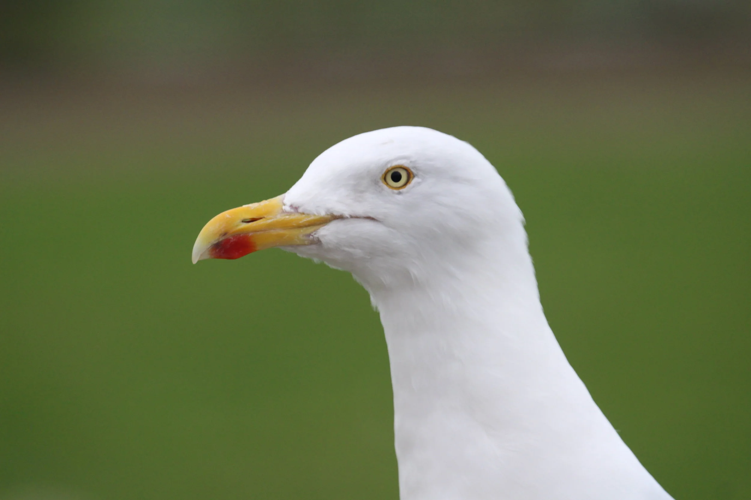 Herring Gull