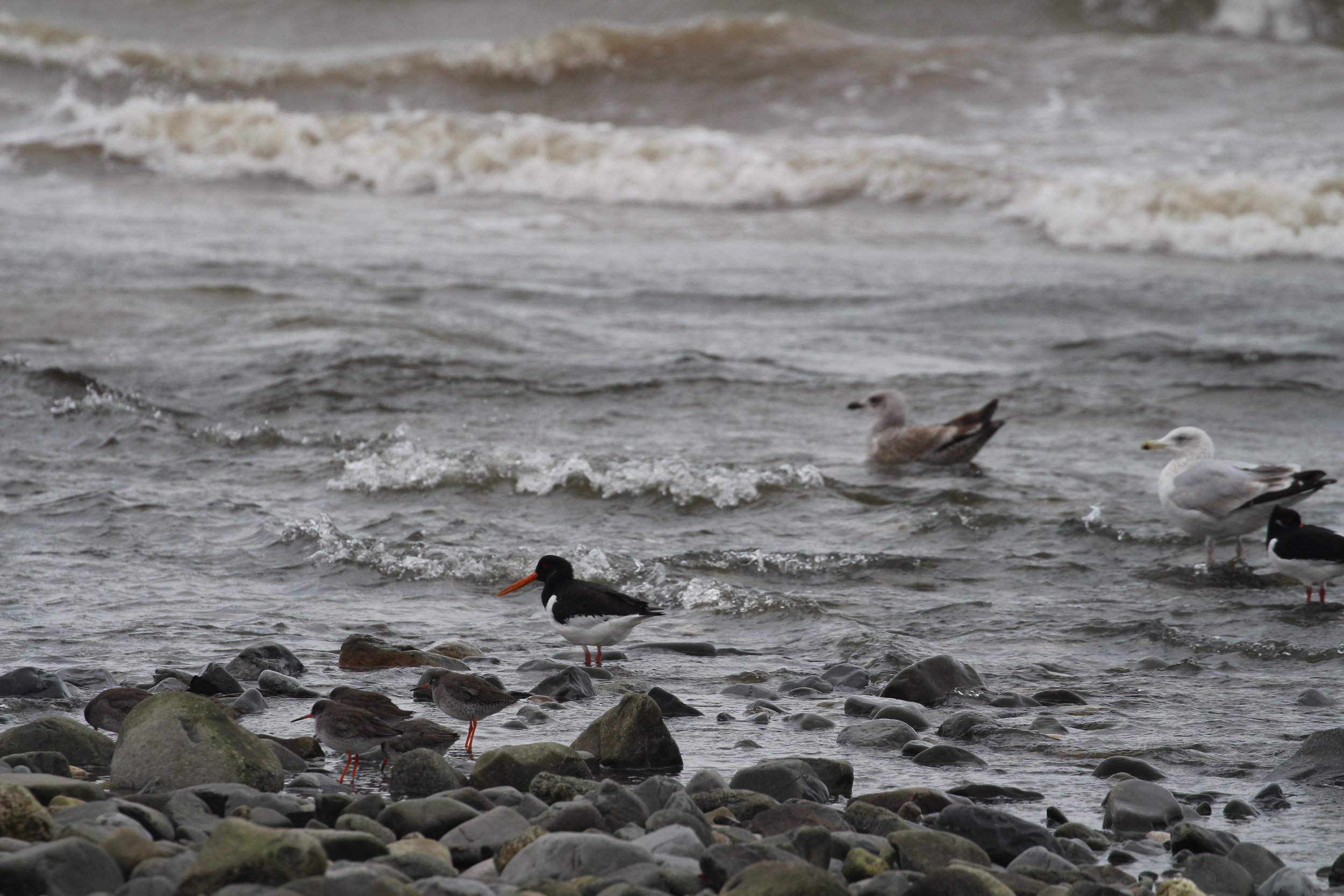 Redshank, Oystercatcher and Herring Gulls