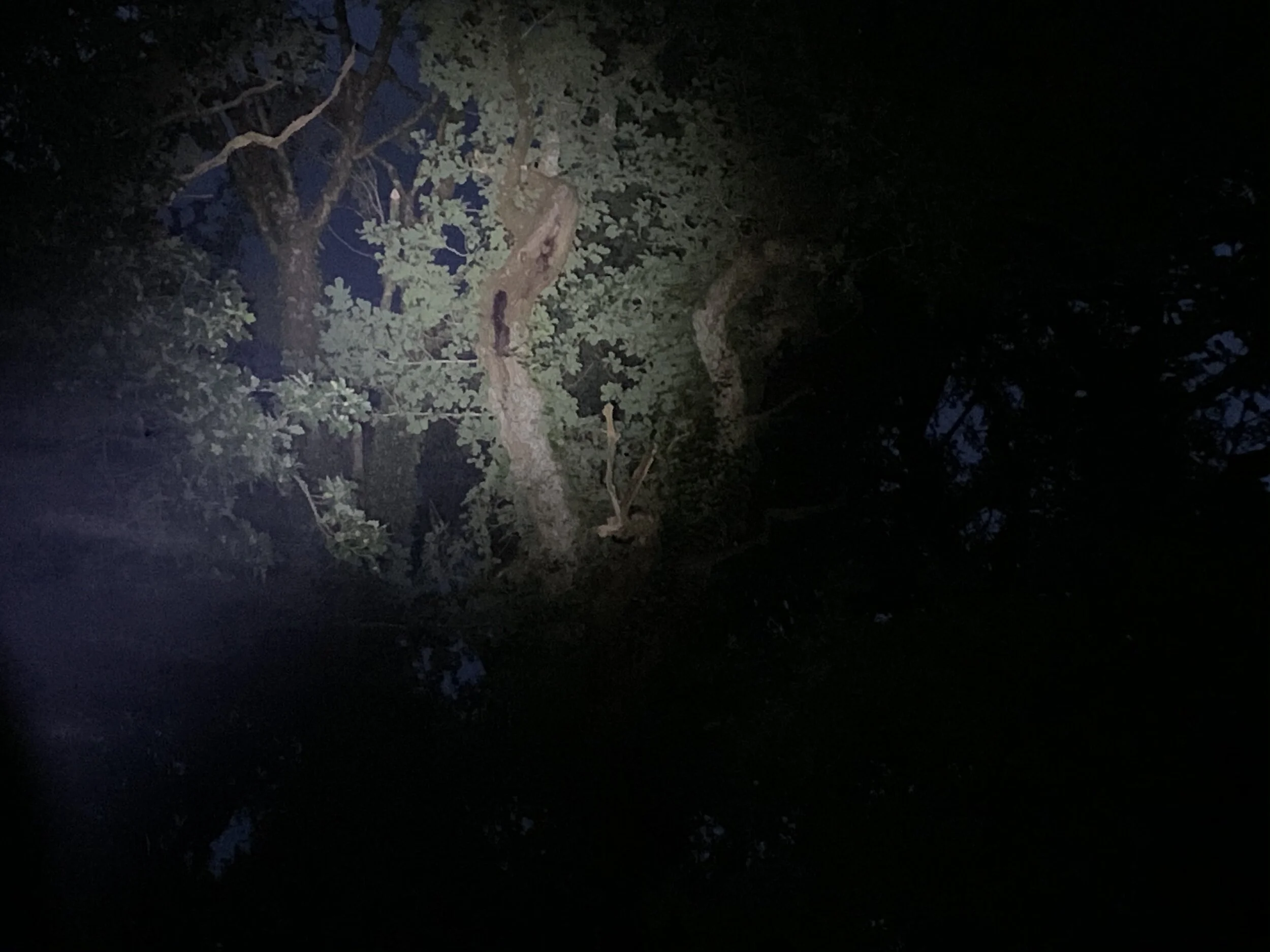 Location of a roost of Noctules, note the staining at the entrance